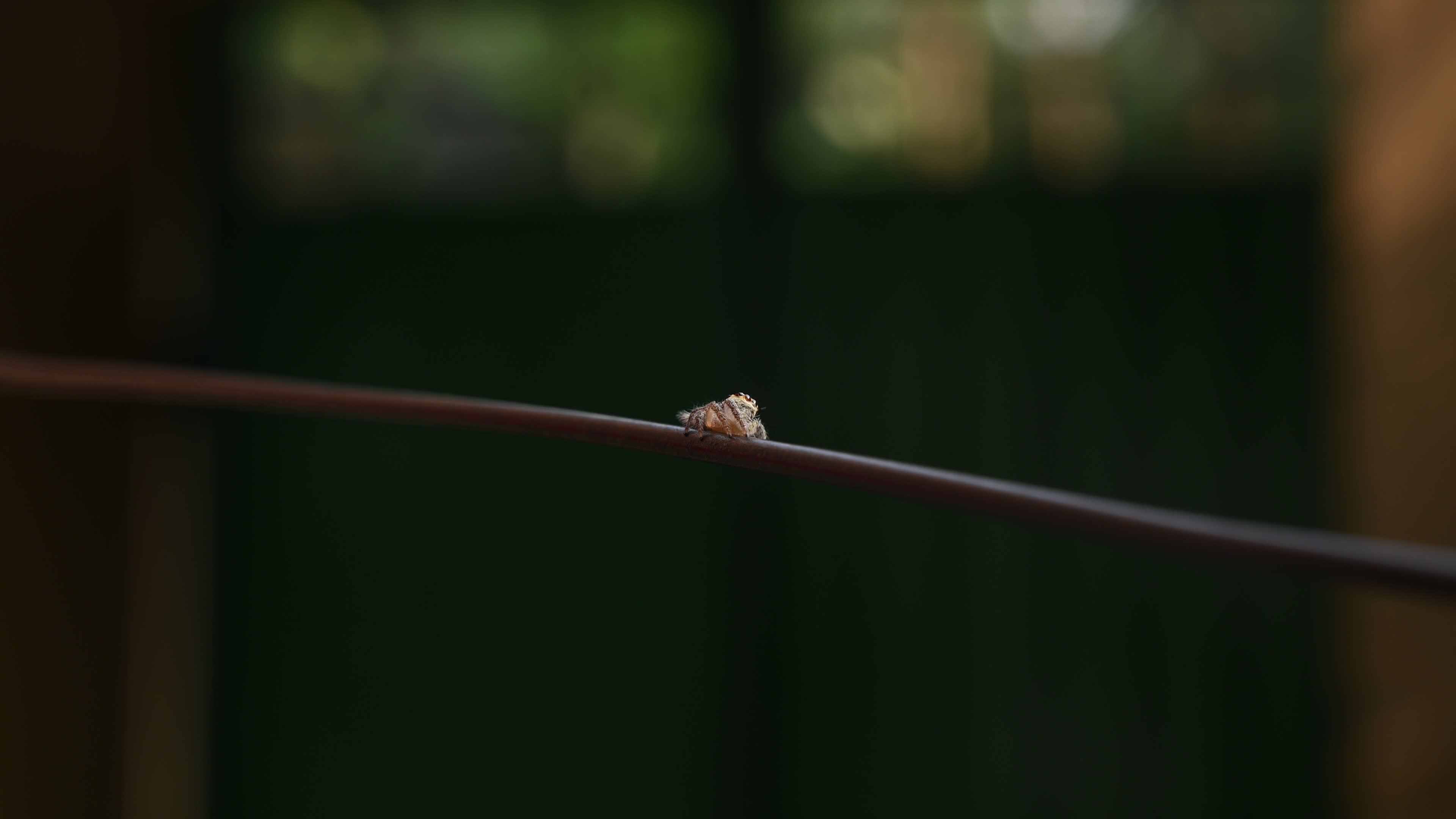 Hyllus semicupreus - Heavy-bodied jumper spider - Animal India
