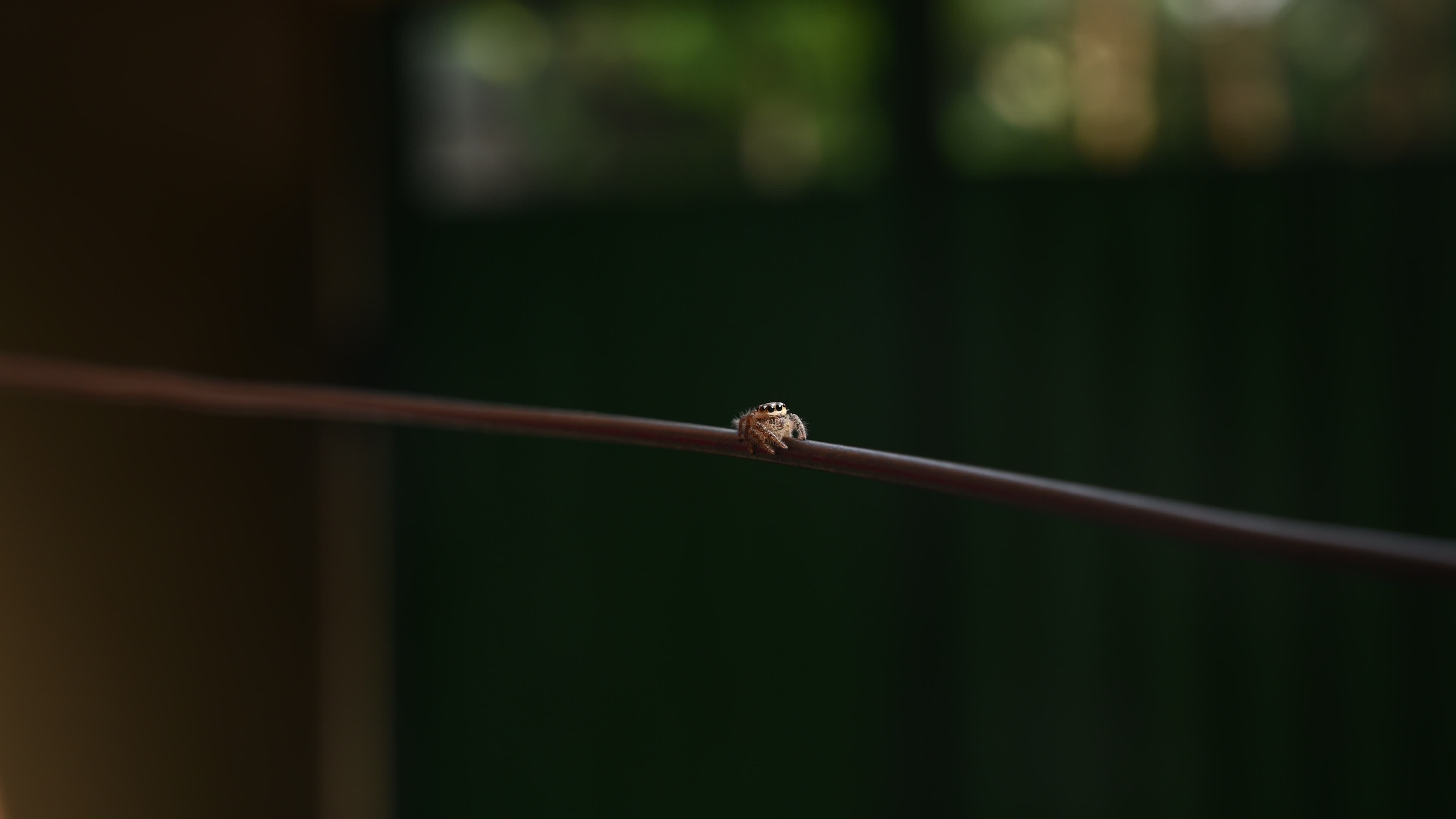 Hyllus semicupreus - Heavy-bodied jumper spider - Animal India
