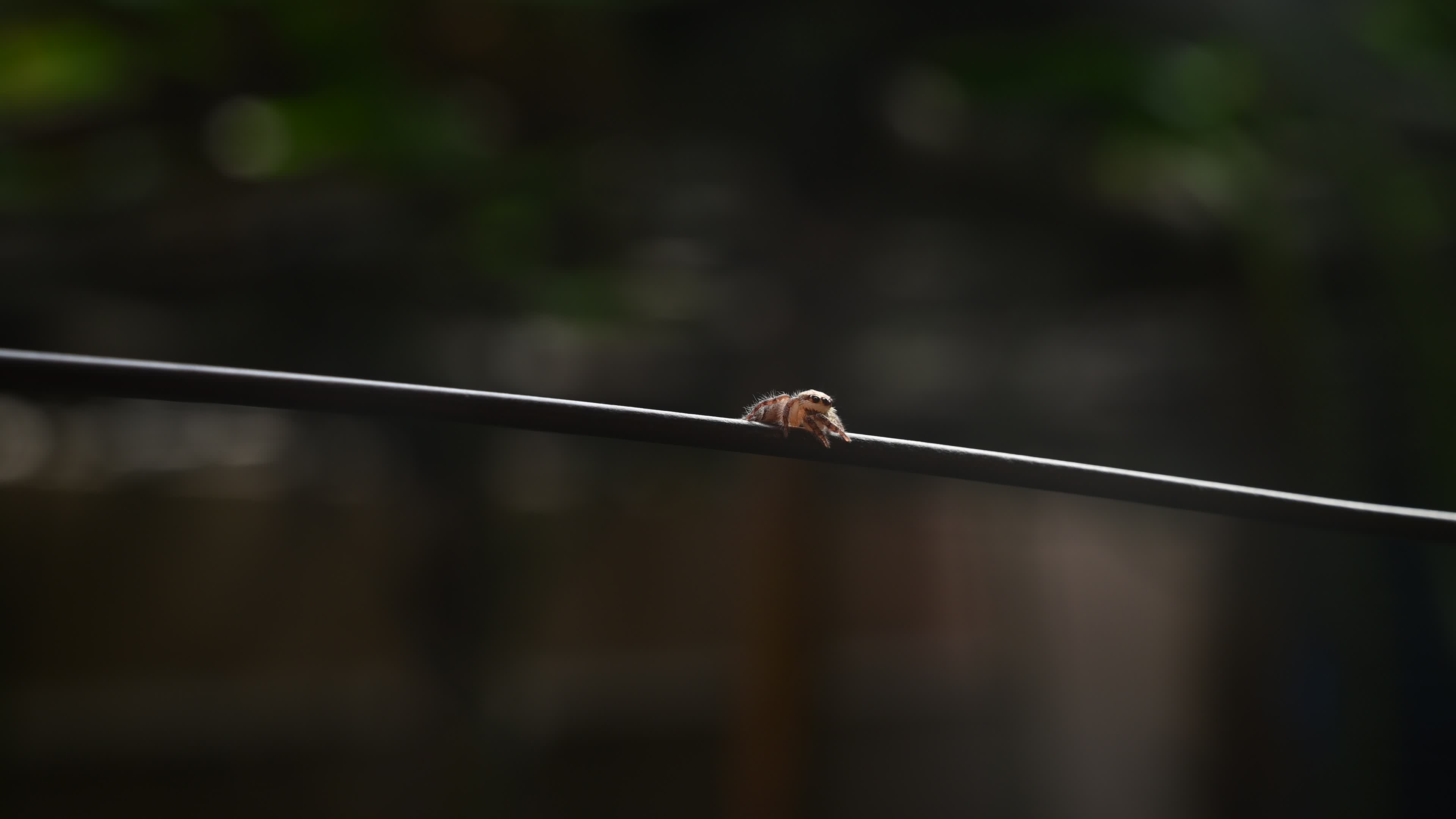 Hyllus semicupreus - Heavy-bodied jumper spider - Animal India
