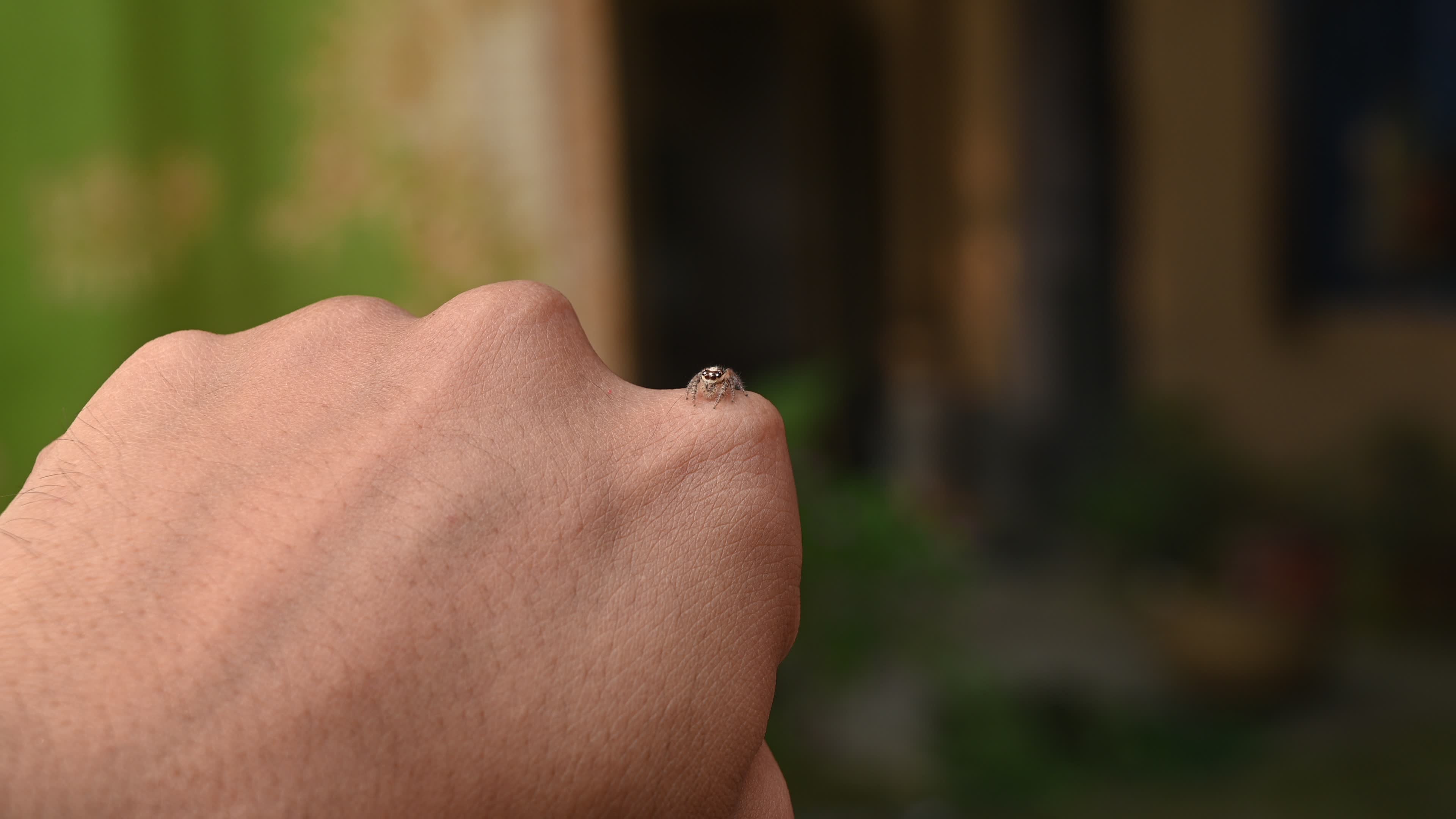 Hyllus semicupreus - Heavy-bodied jumper spider - Animal India
