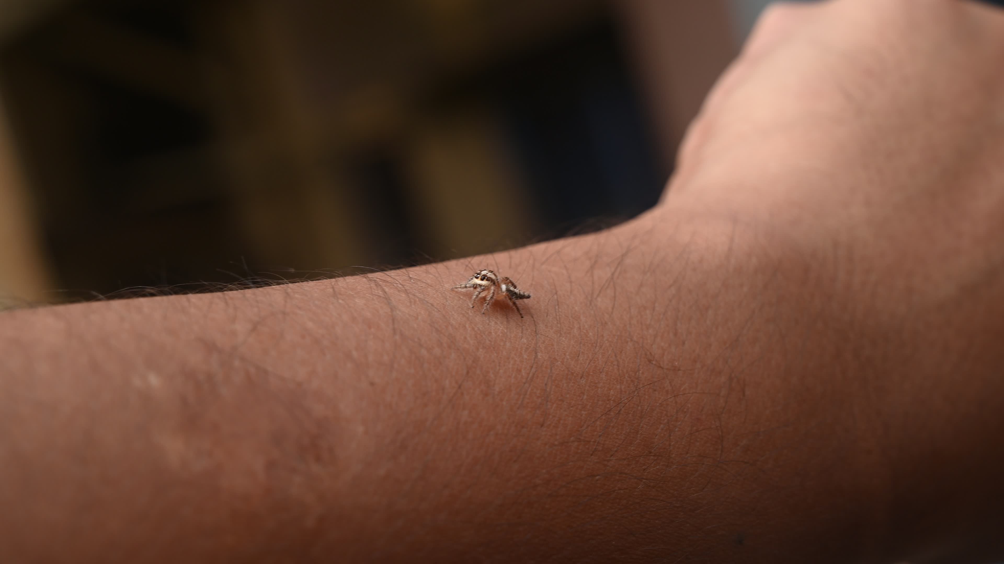 Hyllus semicupreus - Heavy-bodied jumper spider - Animal India
