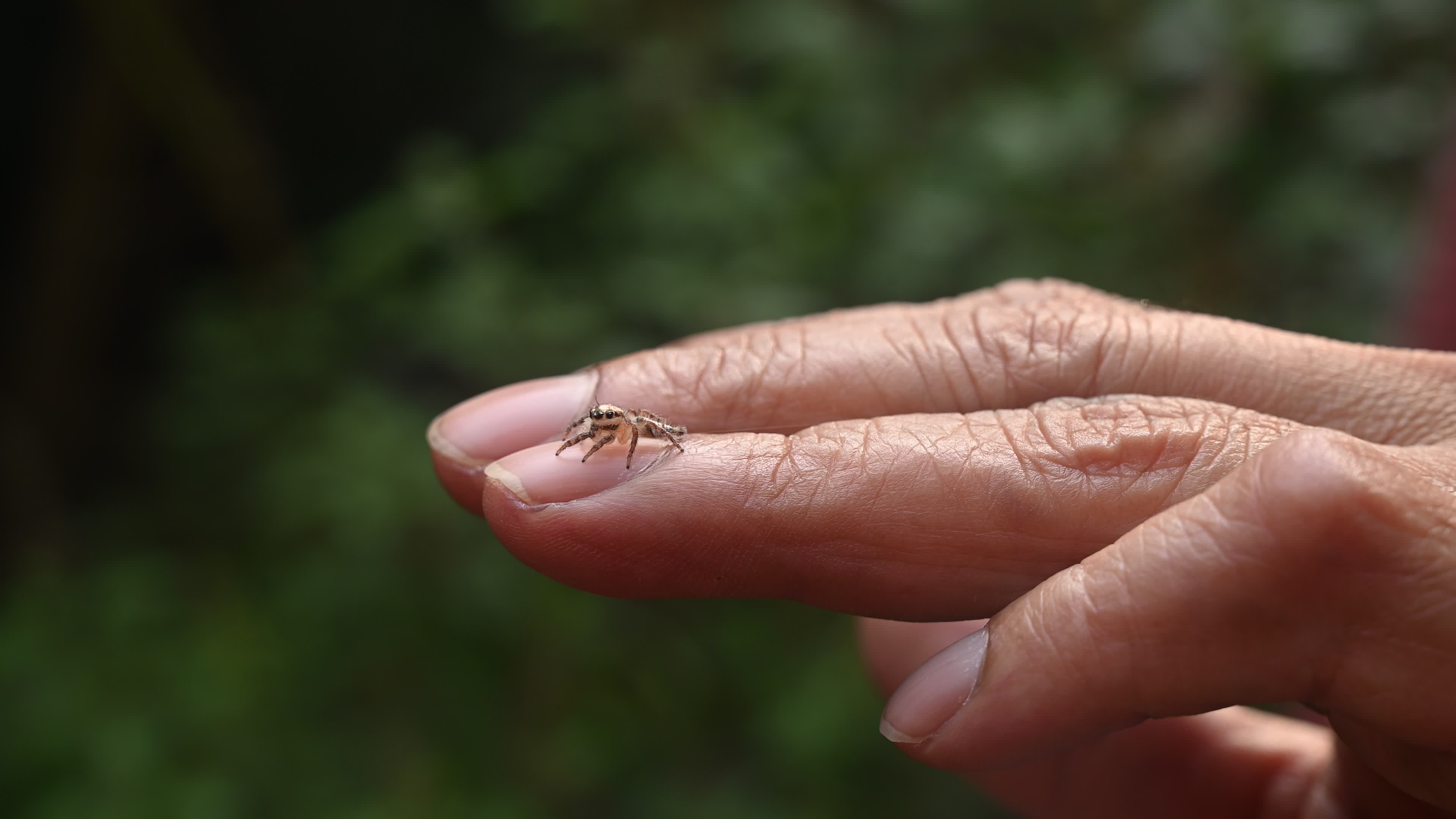 Hyllus semicupreus - Heavy-bodied jumper spider - Animal India
