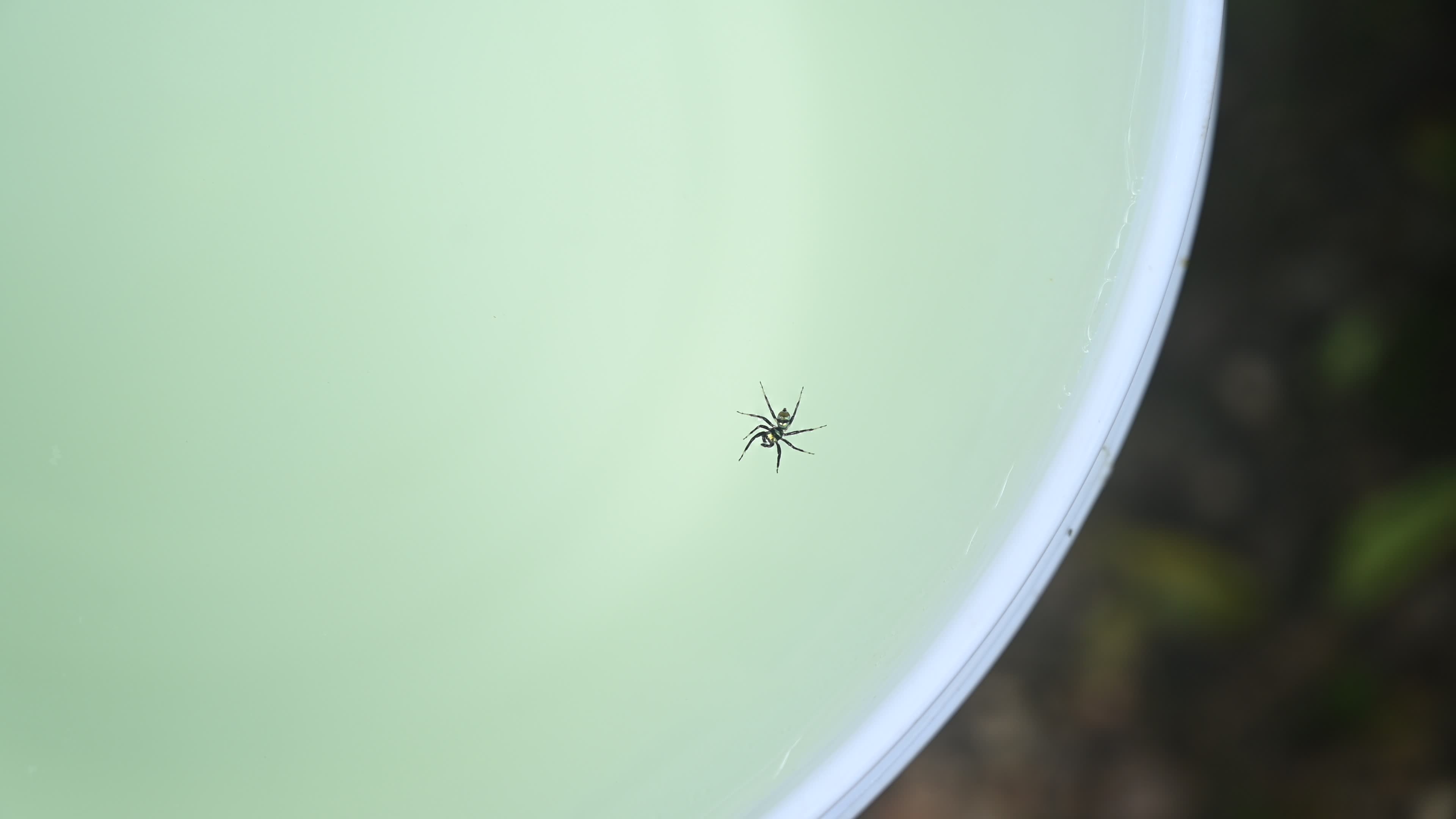 Banded Phintella - Phintella Vittata - Animal India
