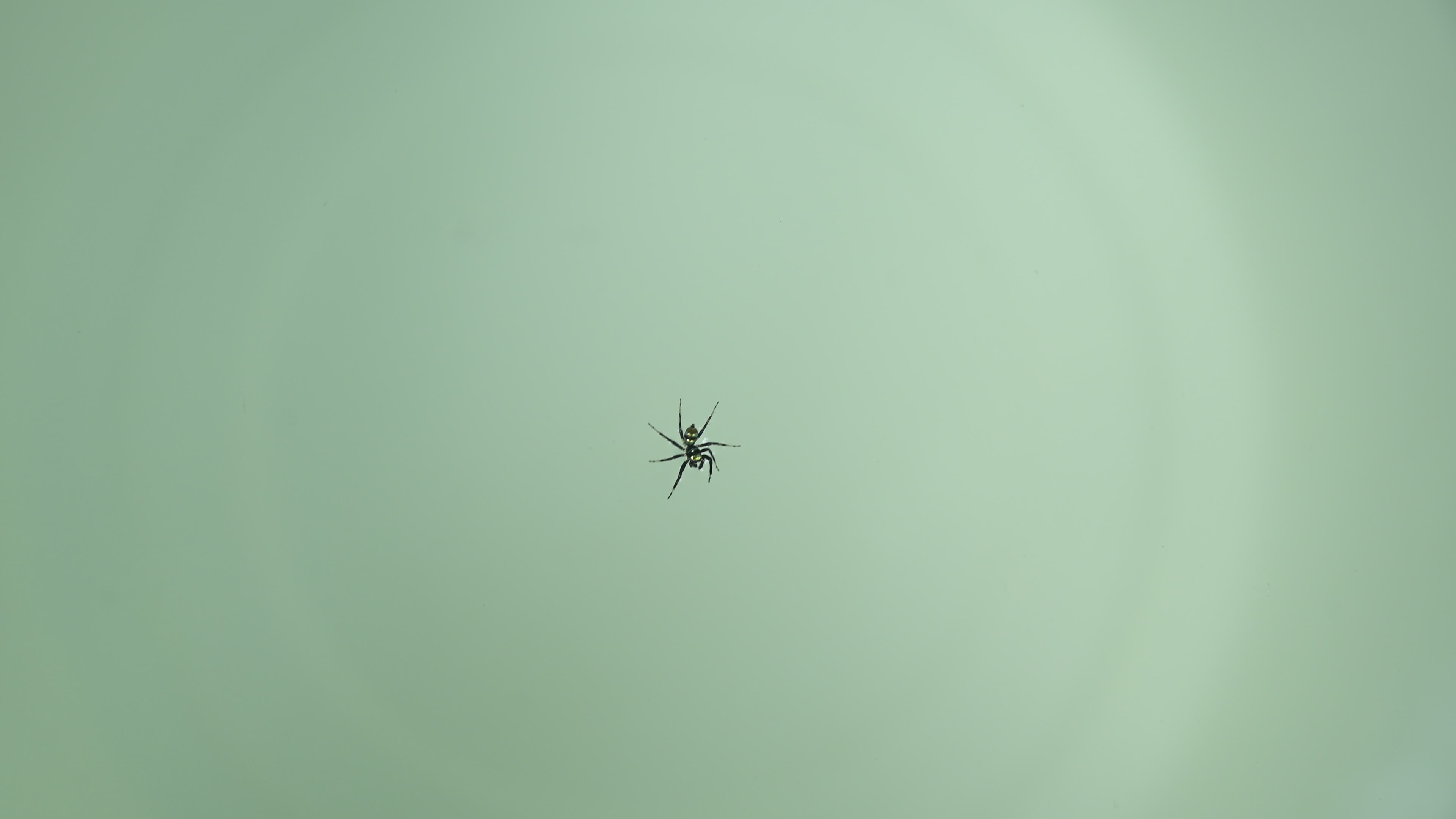 Banded Phintella - Phintella Vittata - Animal India
