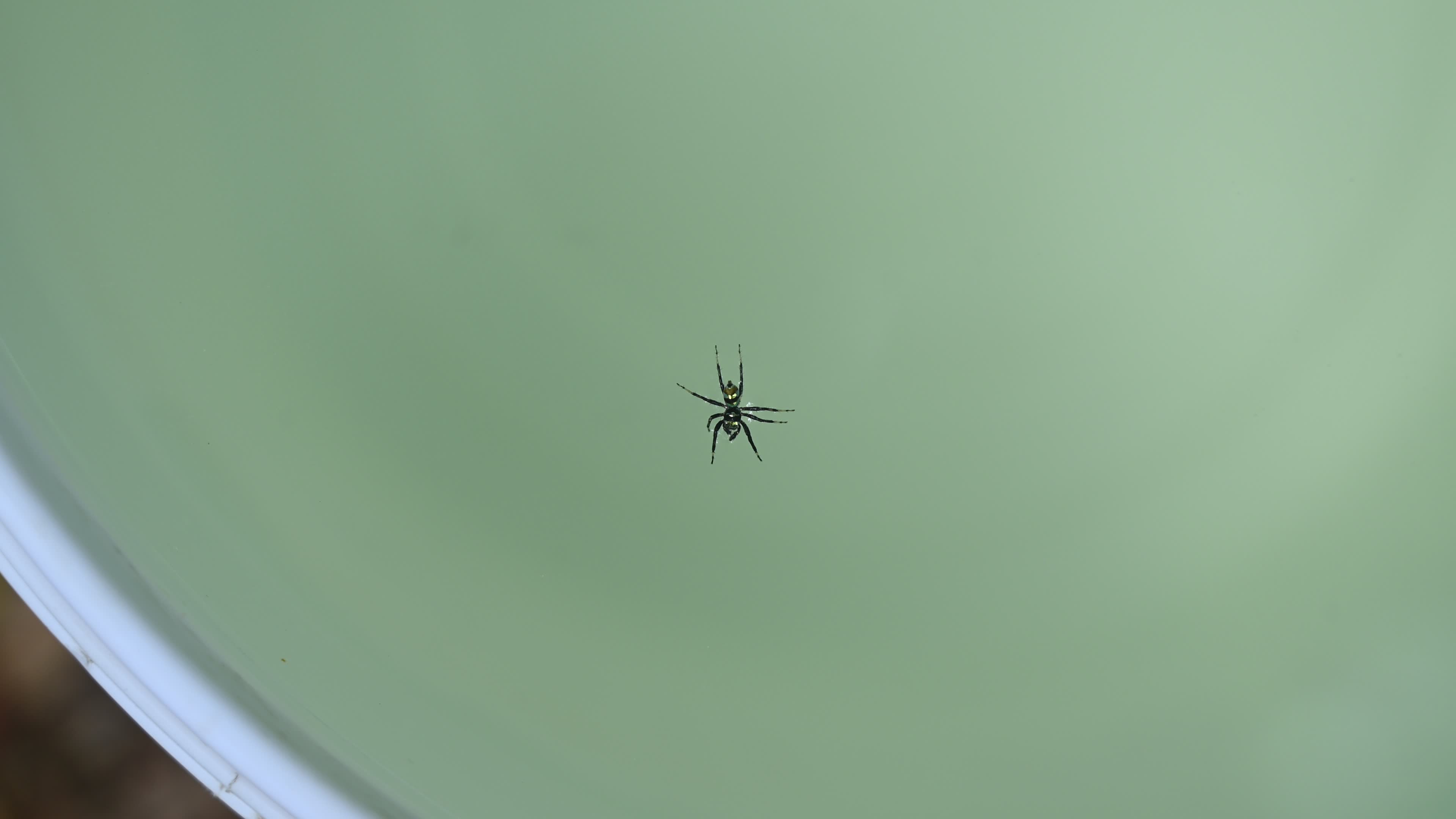 Banded Phintella - Phintella Vittata - Animal India
