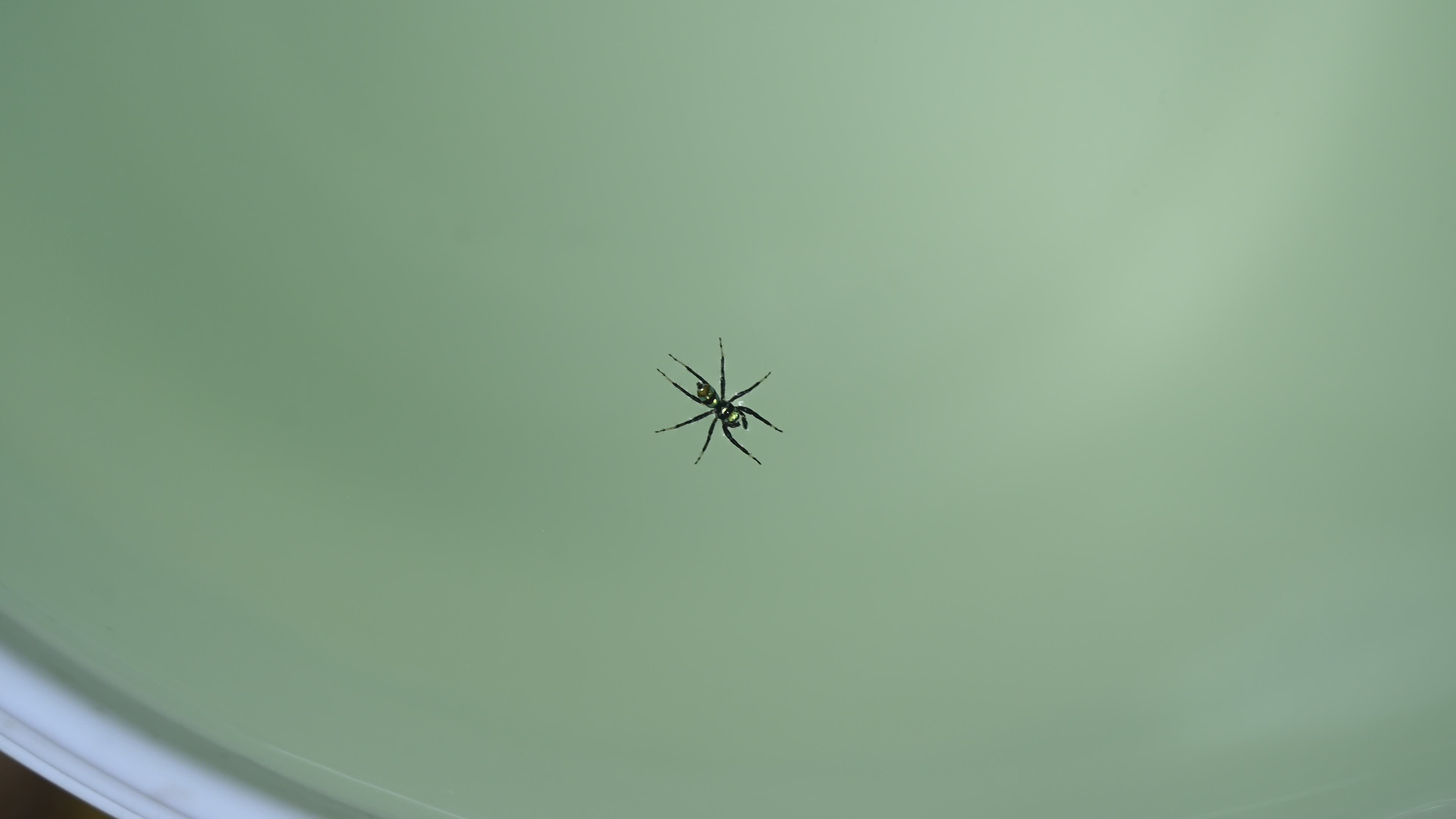 Banded Phintella - Phintella Vittata - Animal India
