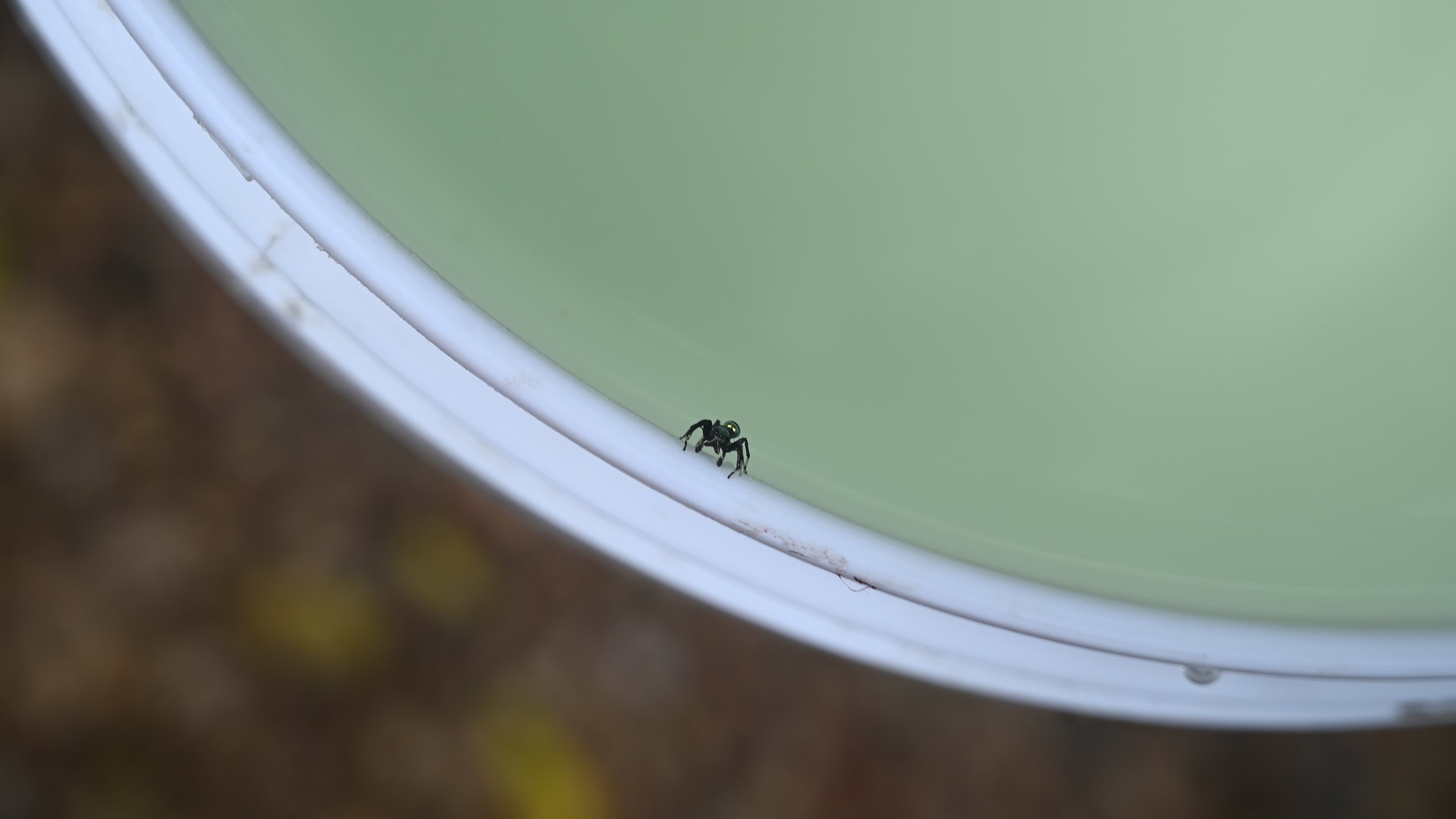 Banded Phintella - Phintella Vittata - Animal India
