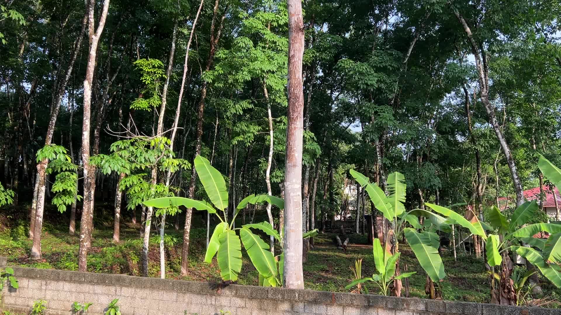 Daily life in Kerala