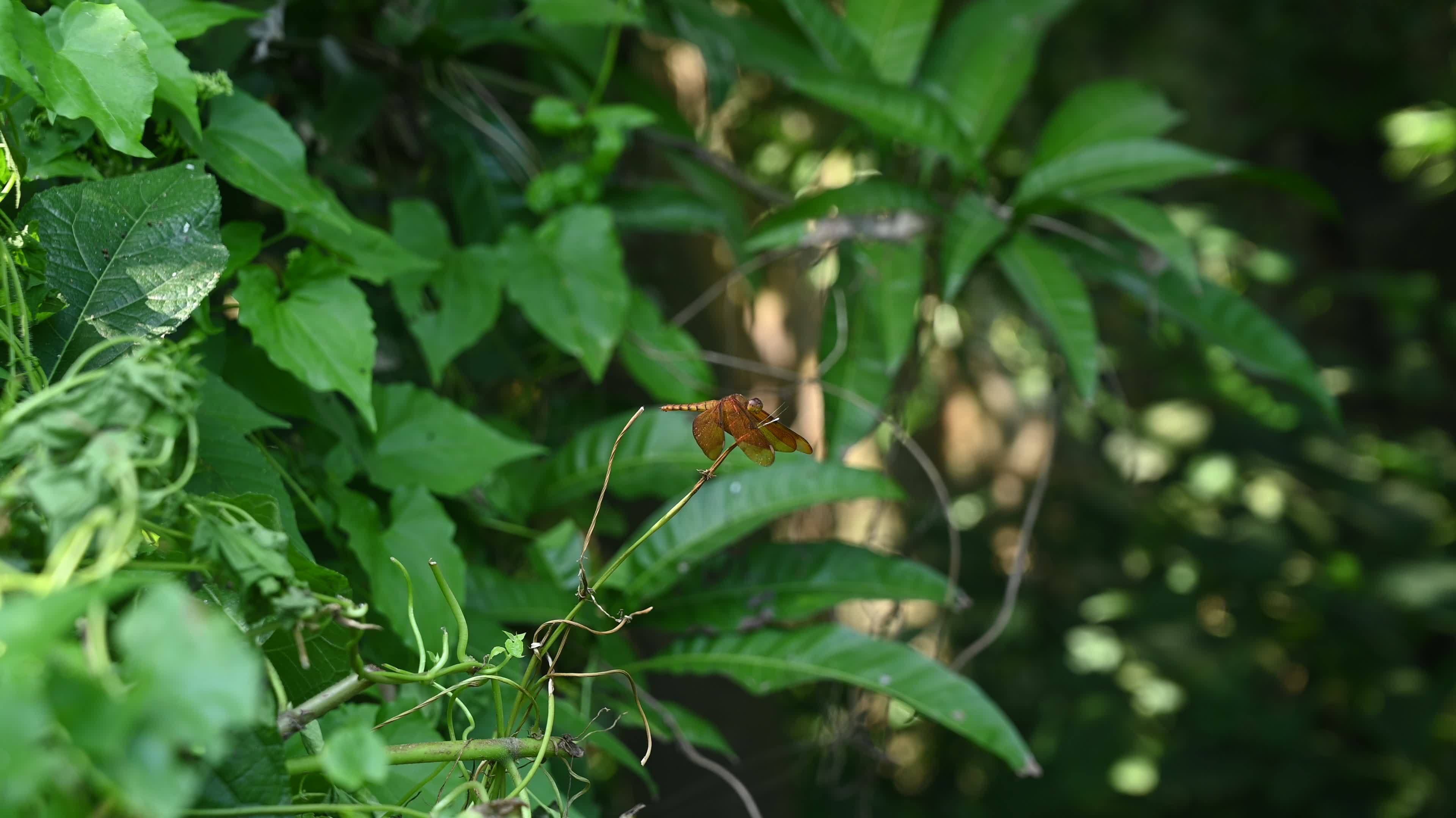 Neurothemis fulvia - Fulvous forest skimmer - Animal India
