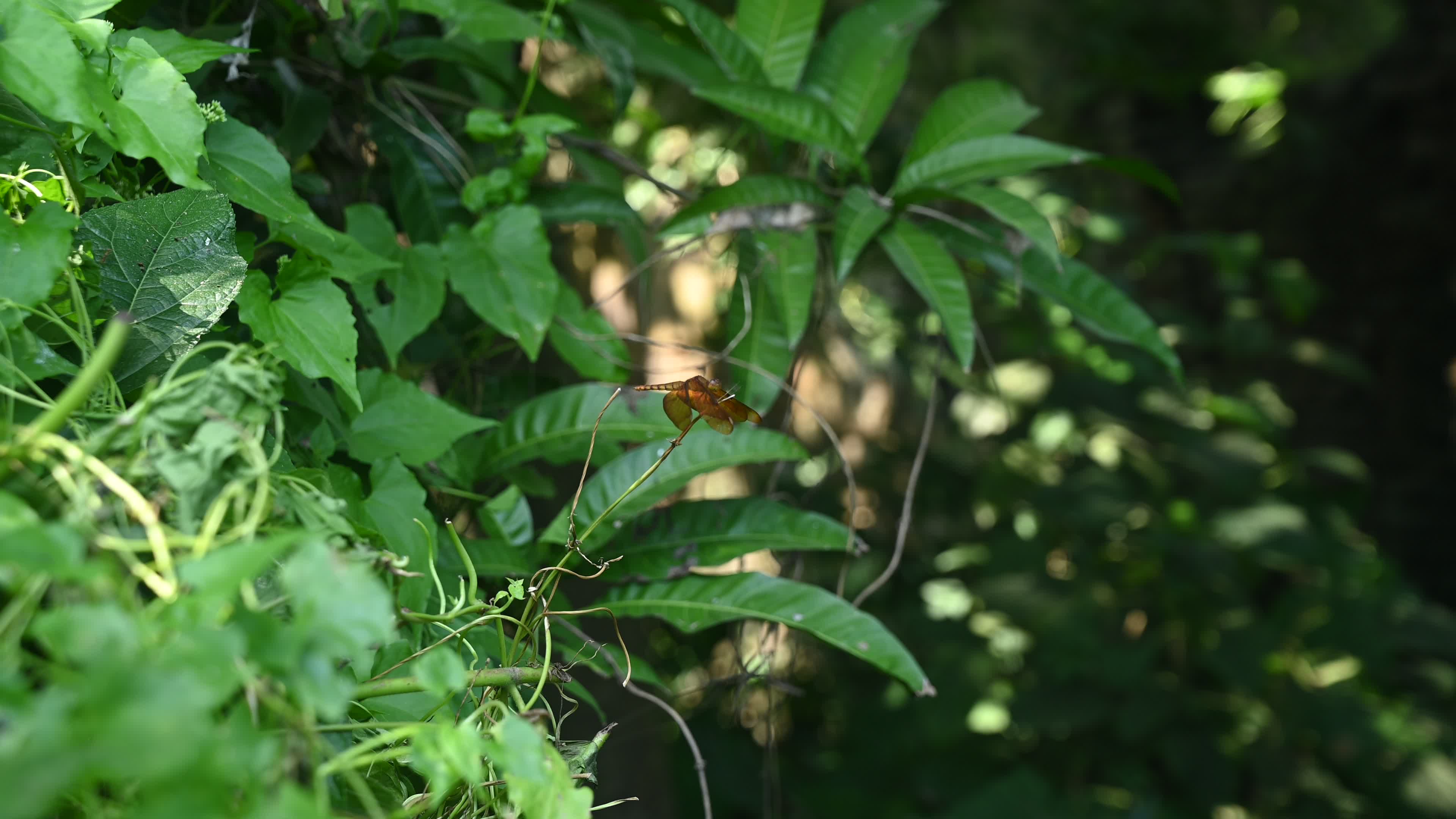 Neurothemis fulvia - Fulvous forest skimmer - Animal India
