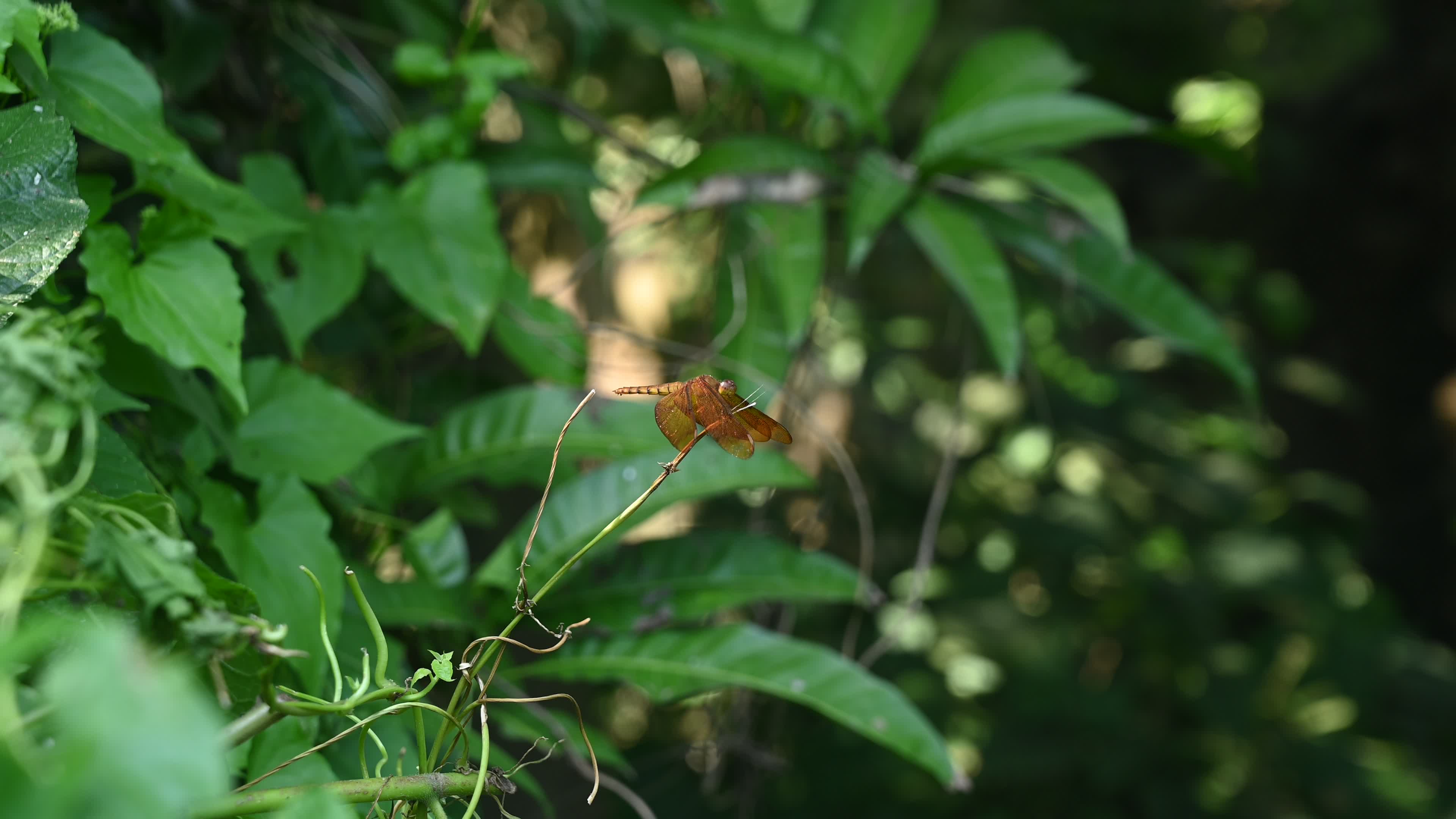Neurothemis fulvia - Fulvous forest skimmer - Animal India

