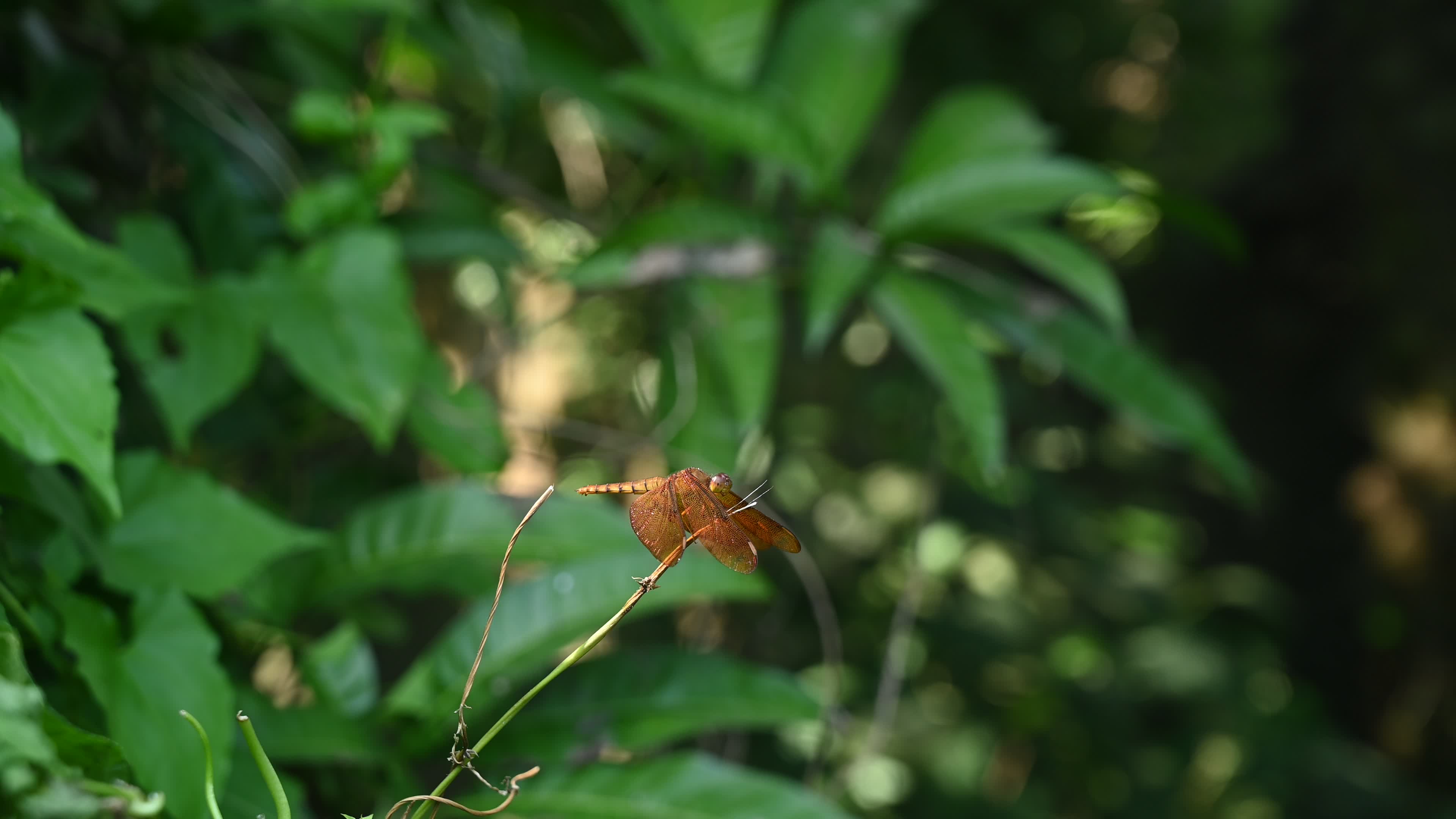 Neurothemis fulvia - Fulvous forest skimmer - Animal India
