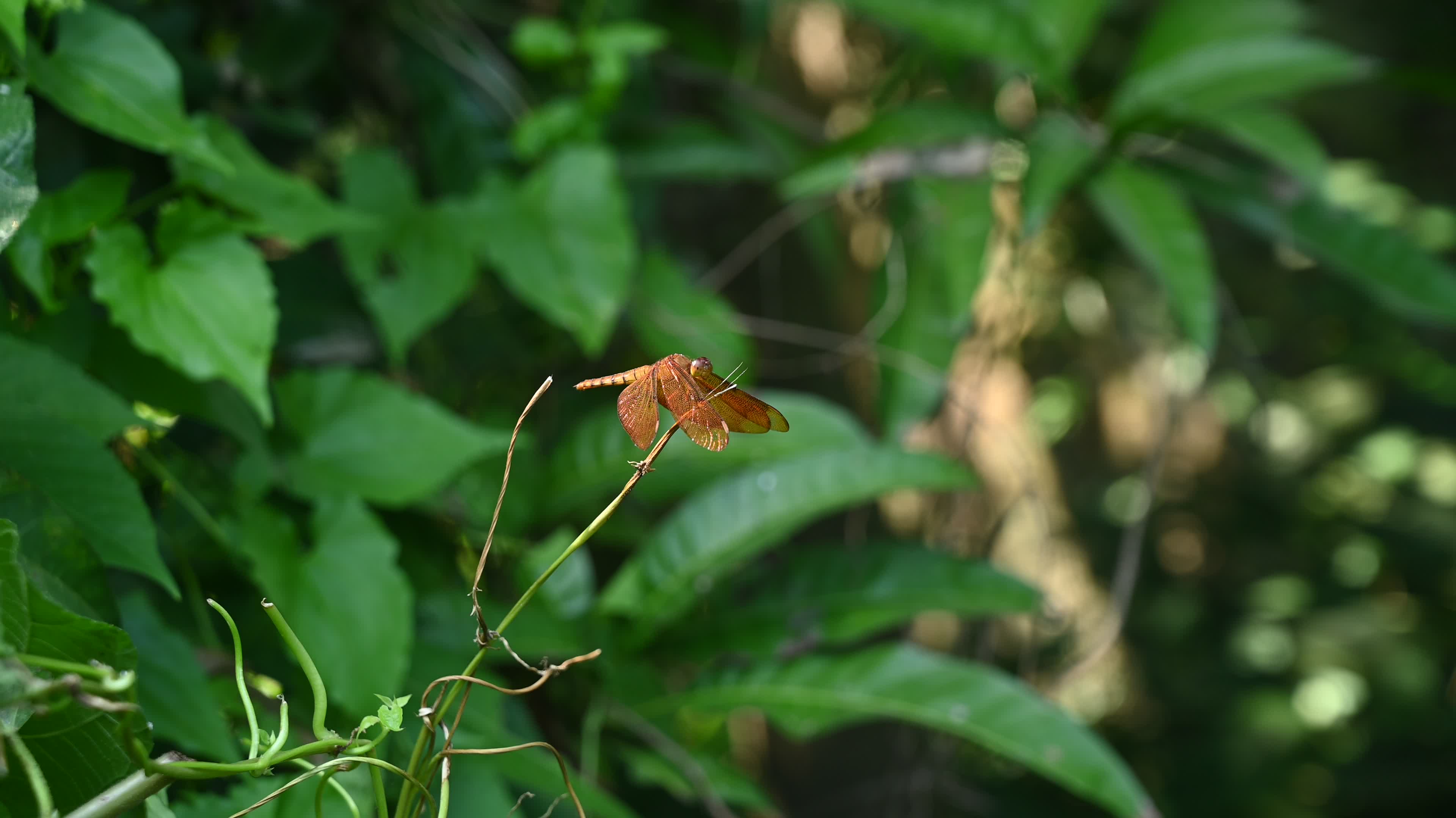 Neurothemis fulvia - Fulvous forest skimmer - Animal India
