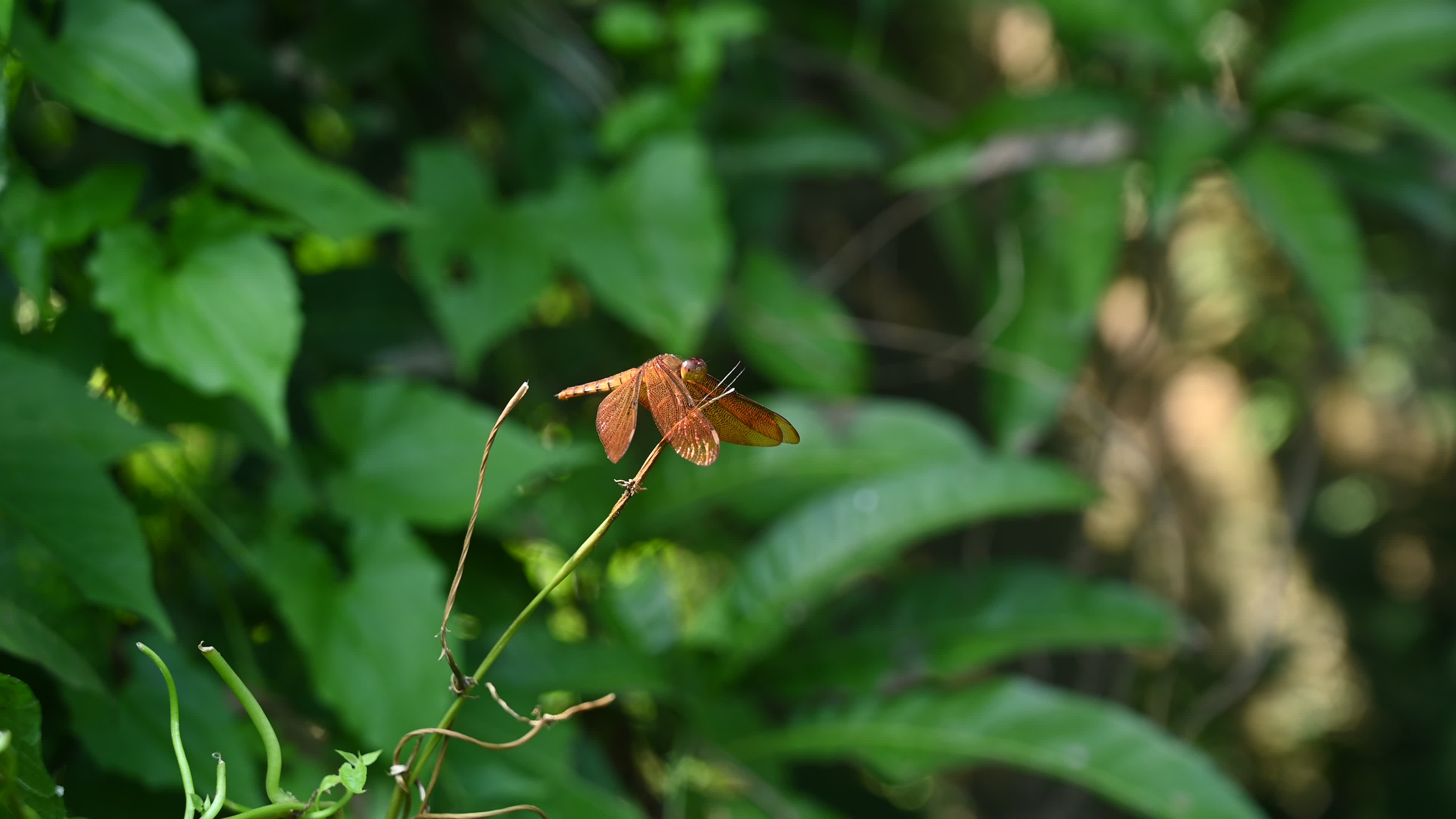 Neurothemis fulvia - Fulvous forest skimmer - Animal India
