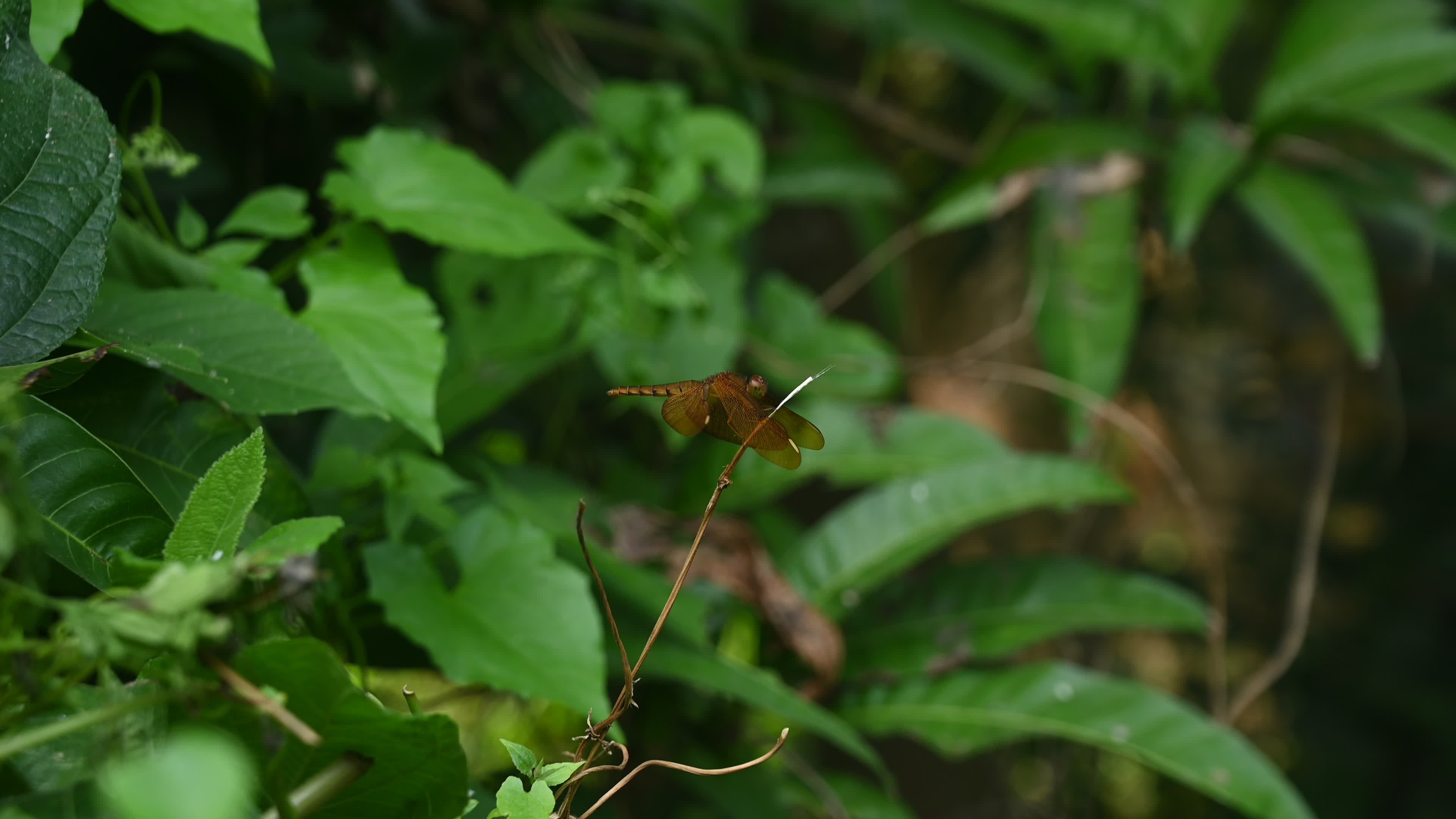Neurothemis fulvia - Fulvous forest skimmer - Animal India
