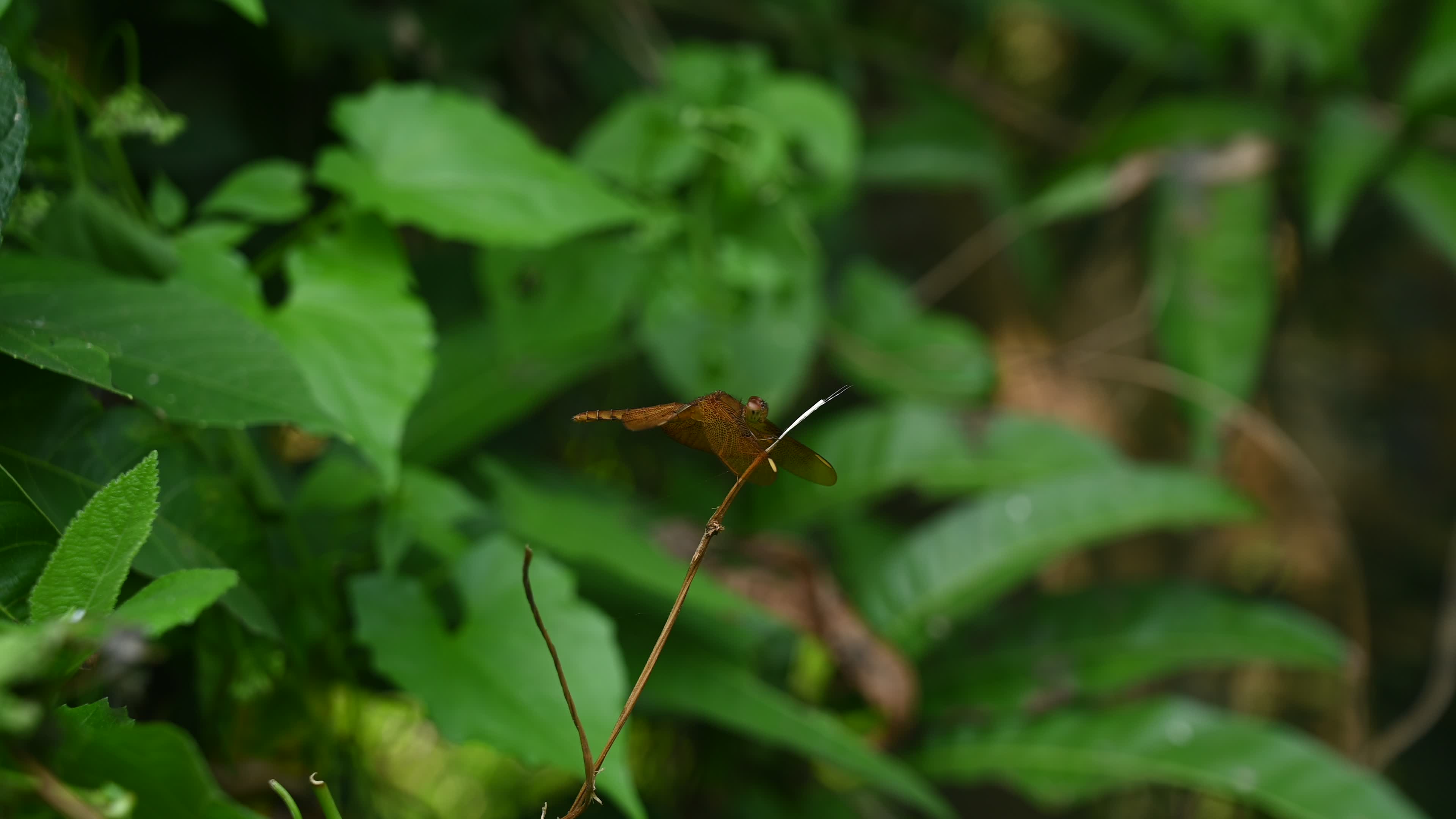 Neurothemis fulvia - Fulvous forest skimmer - Animal India
