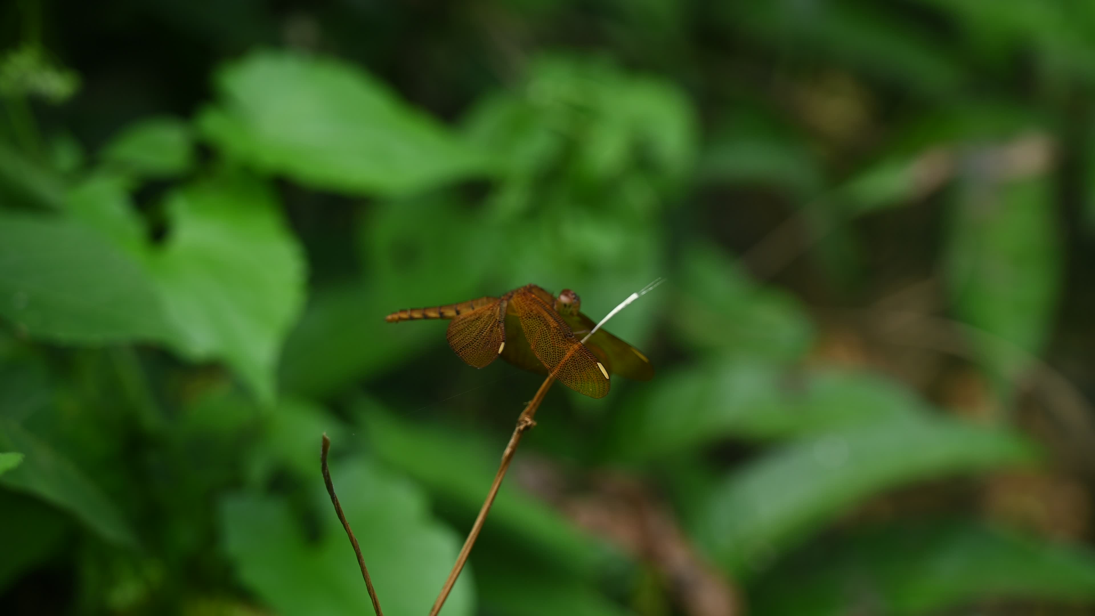 Neurothemis fulvia - Fulvous forest skimmer - Animal India

