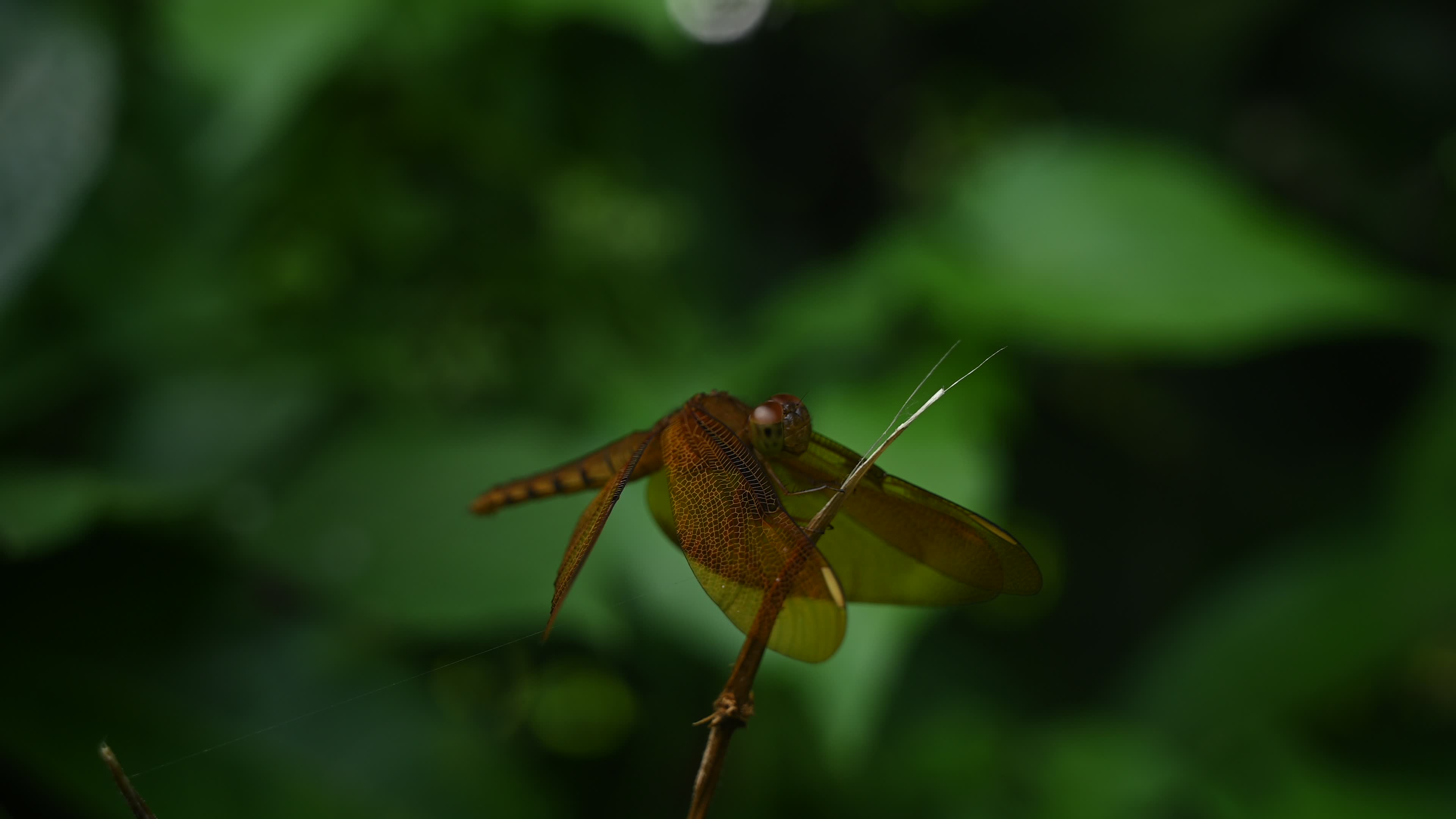 Neurothemis fulvia - Fulvous forest skimmer - Animal India
