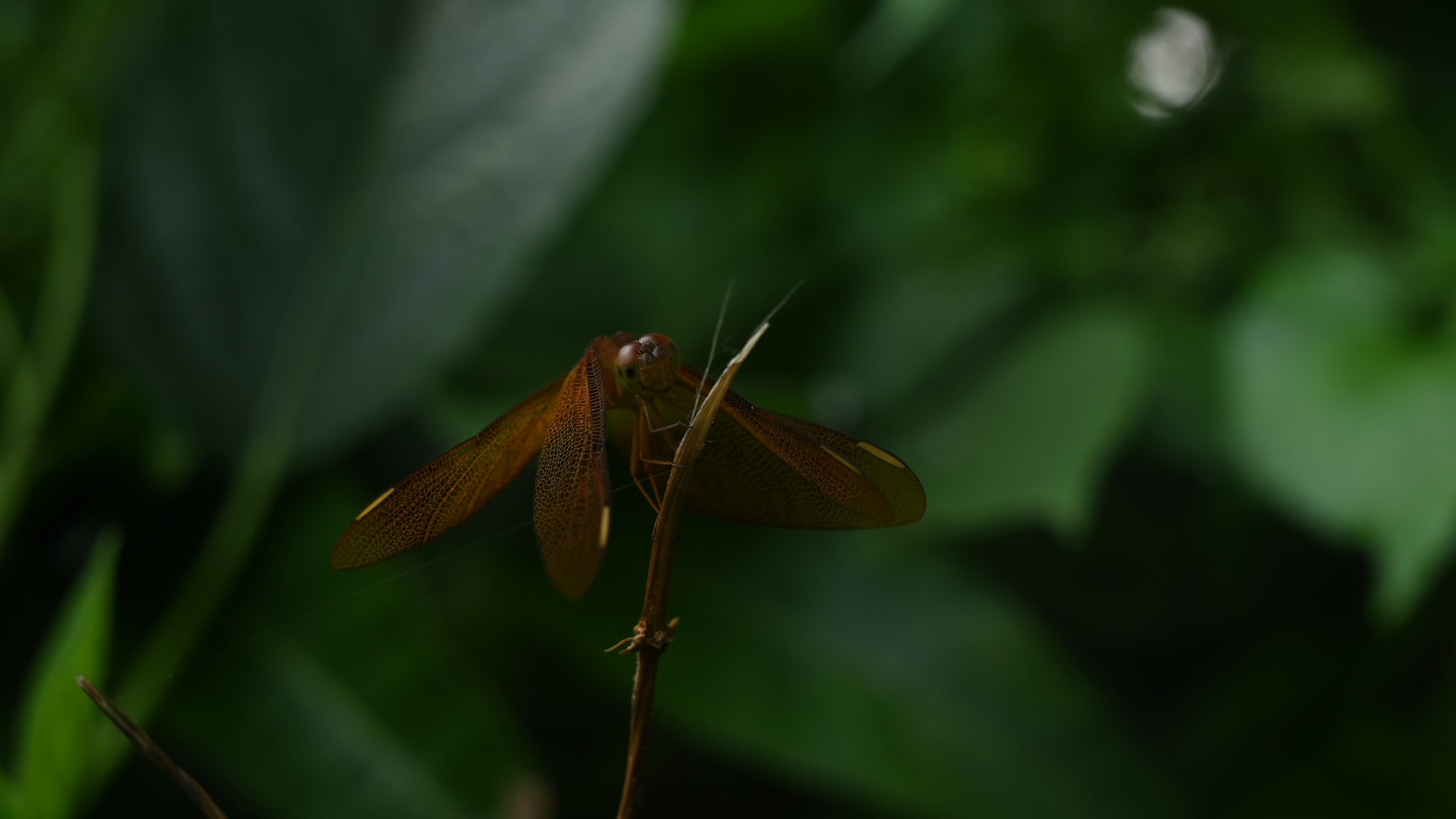 Neurothemis fulvia - Fulvous forest skimmer - Animal India
