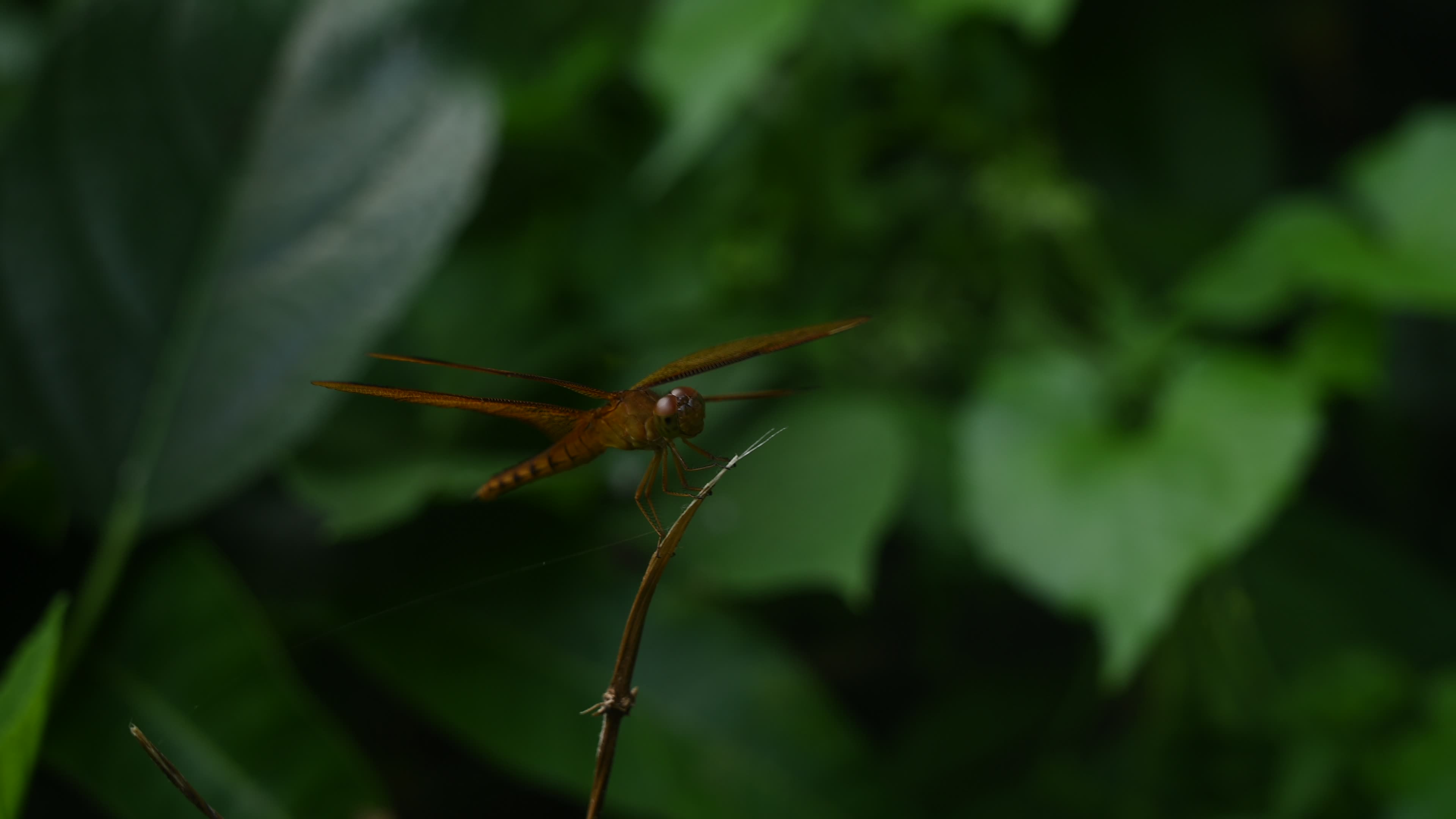 Neurothemis fulvia - Fulvous forest skimmer - Animal India
