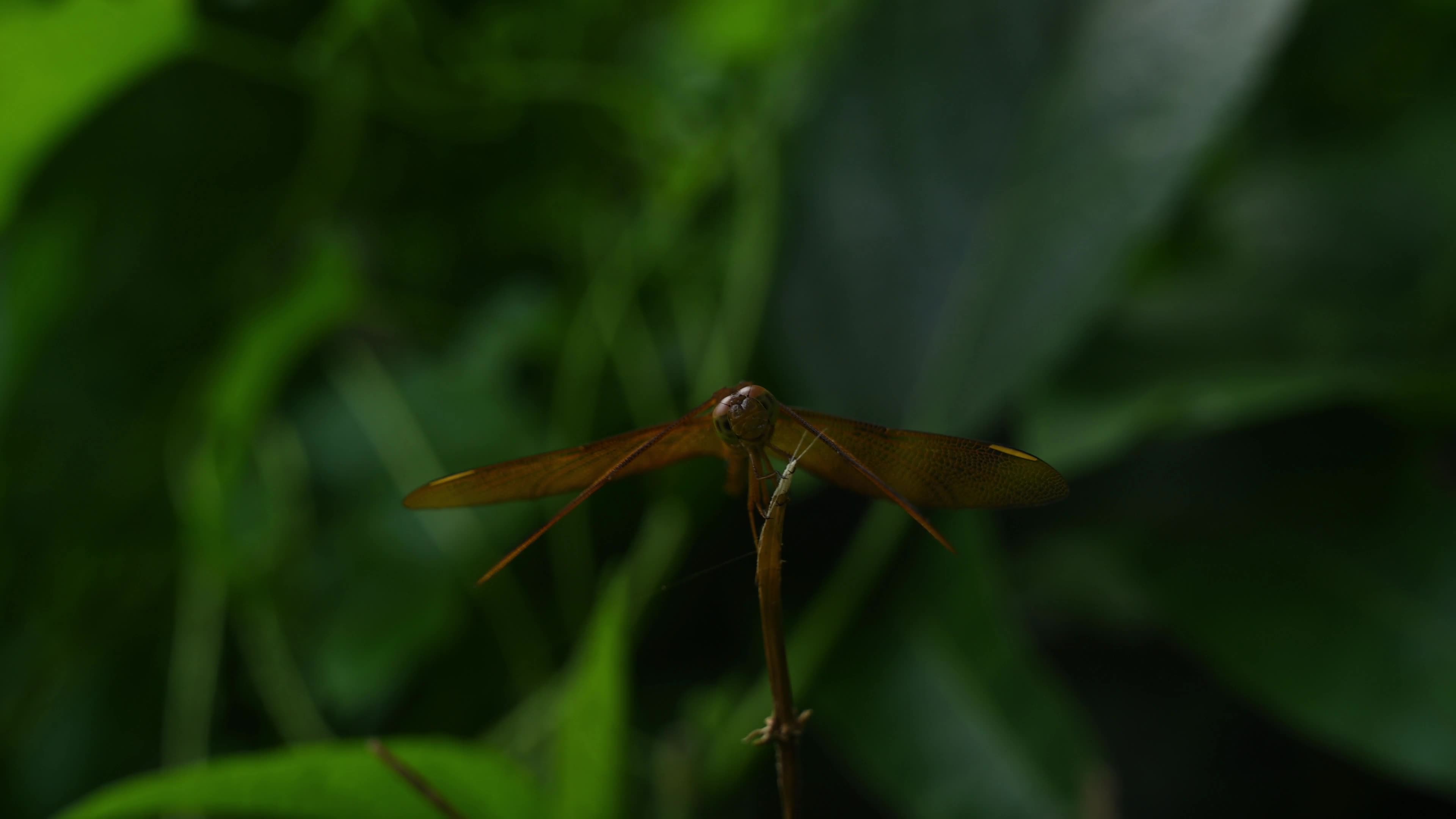 Neurothemis fulvia - Fulvous forest skimmer - Animal India
