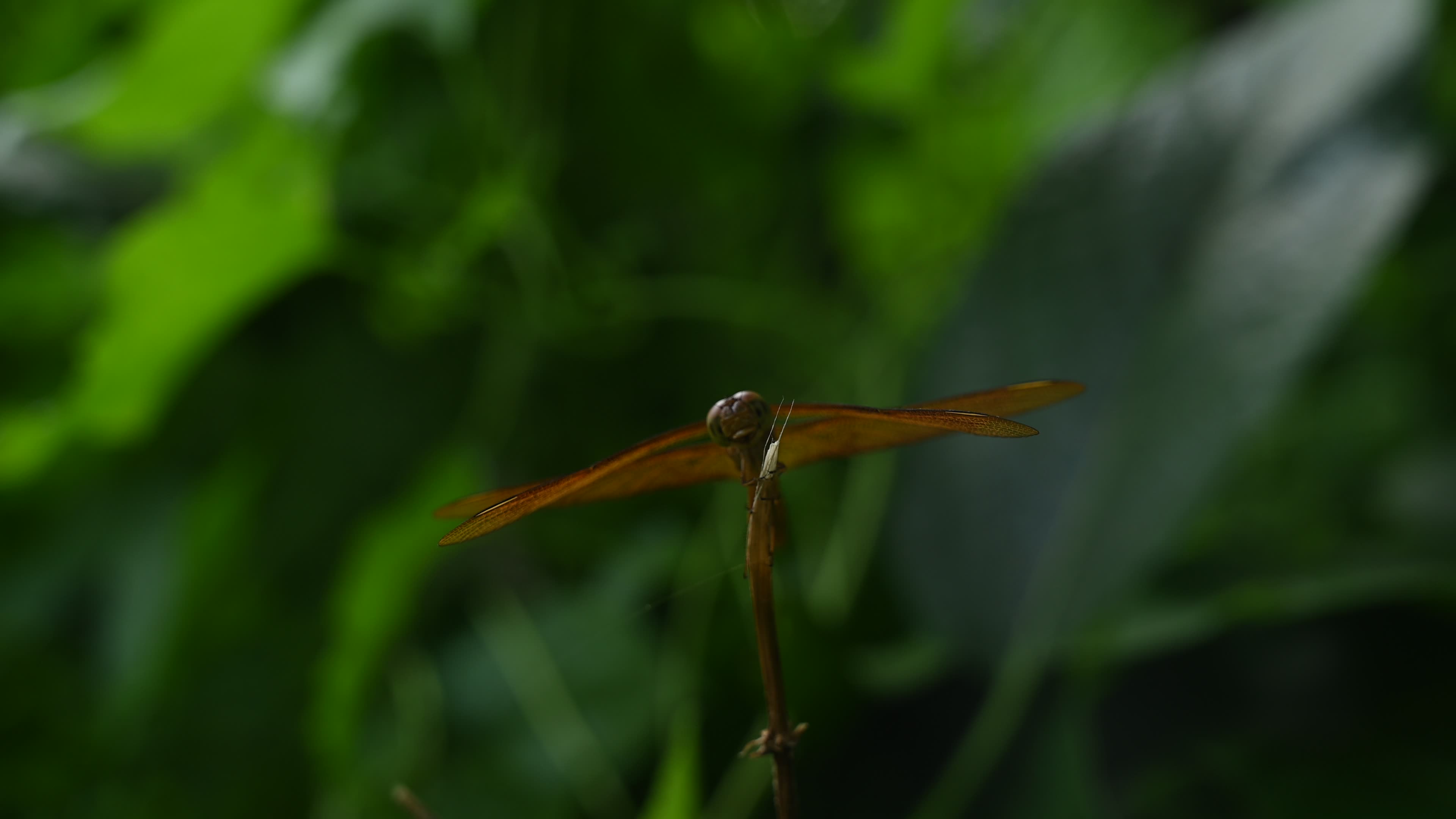 Neurothemis fulvia - Fulvous forest skimmer - Animal India
