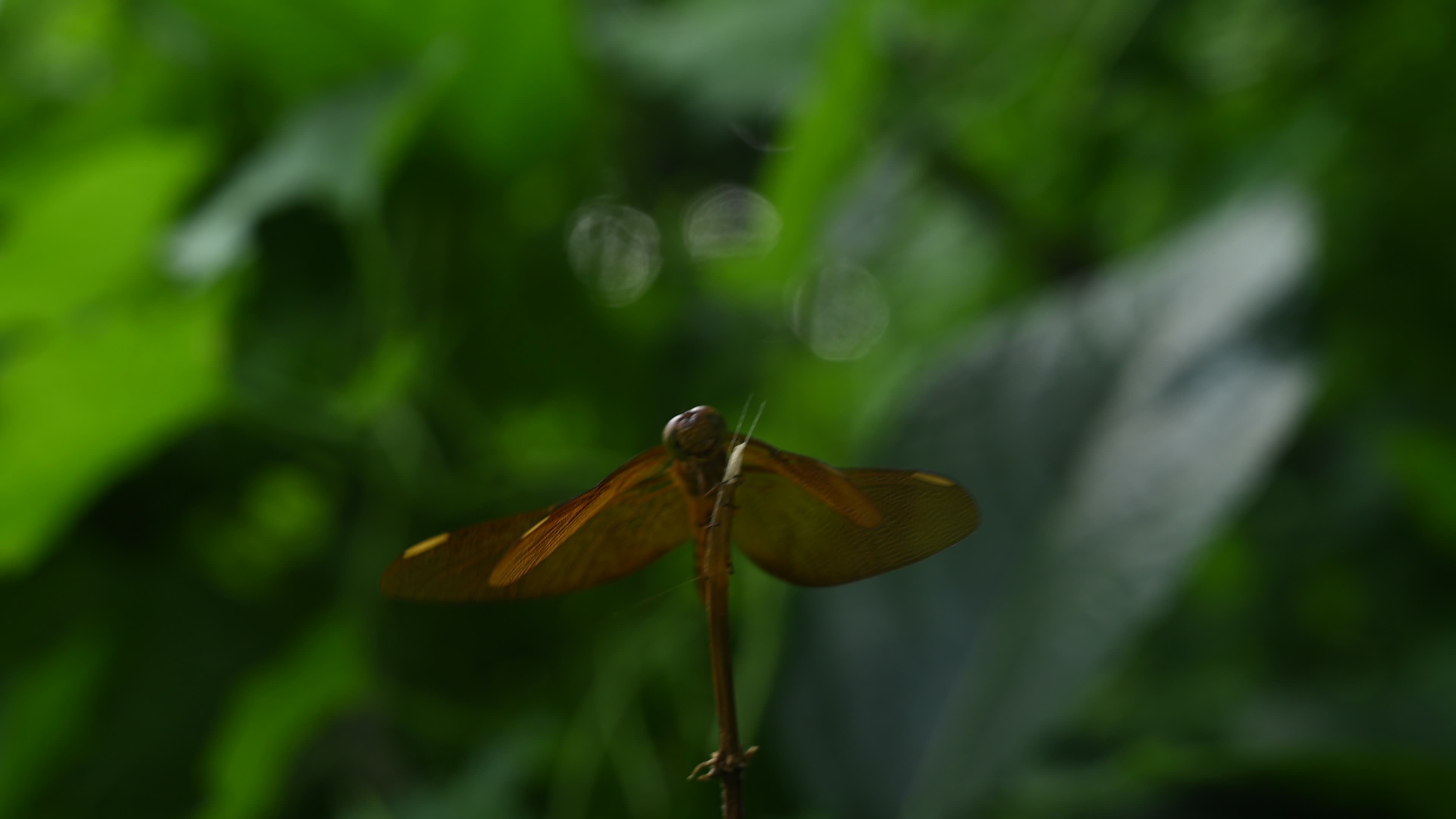Neurothemis fulvia - Fulvous forest skimmer - Animal India

