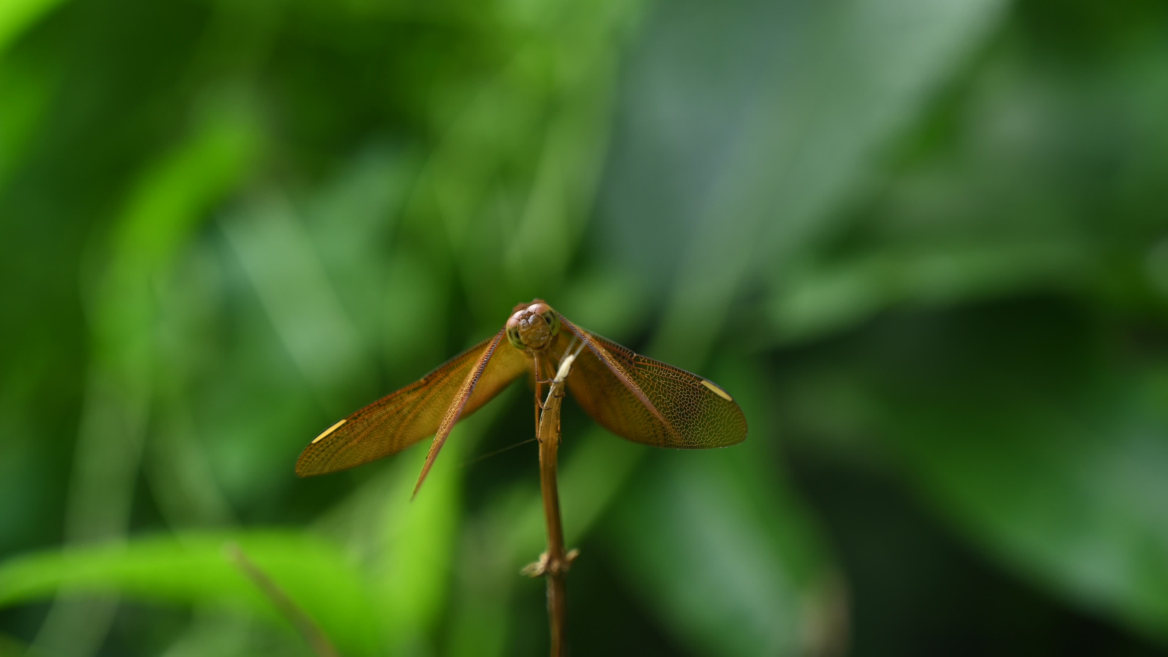 Neurothemis fulvia - Fulvous forest skimmer - Animal India
