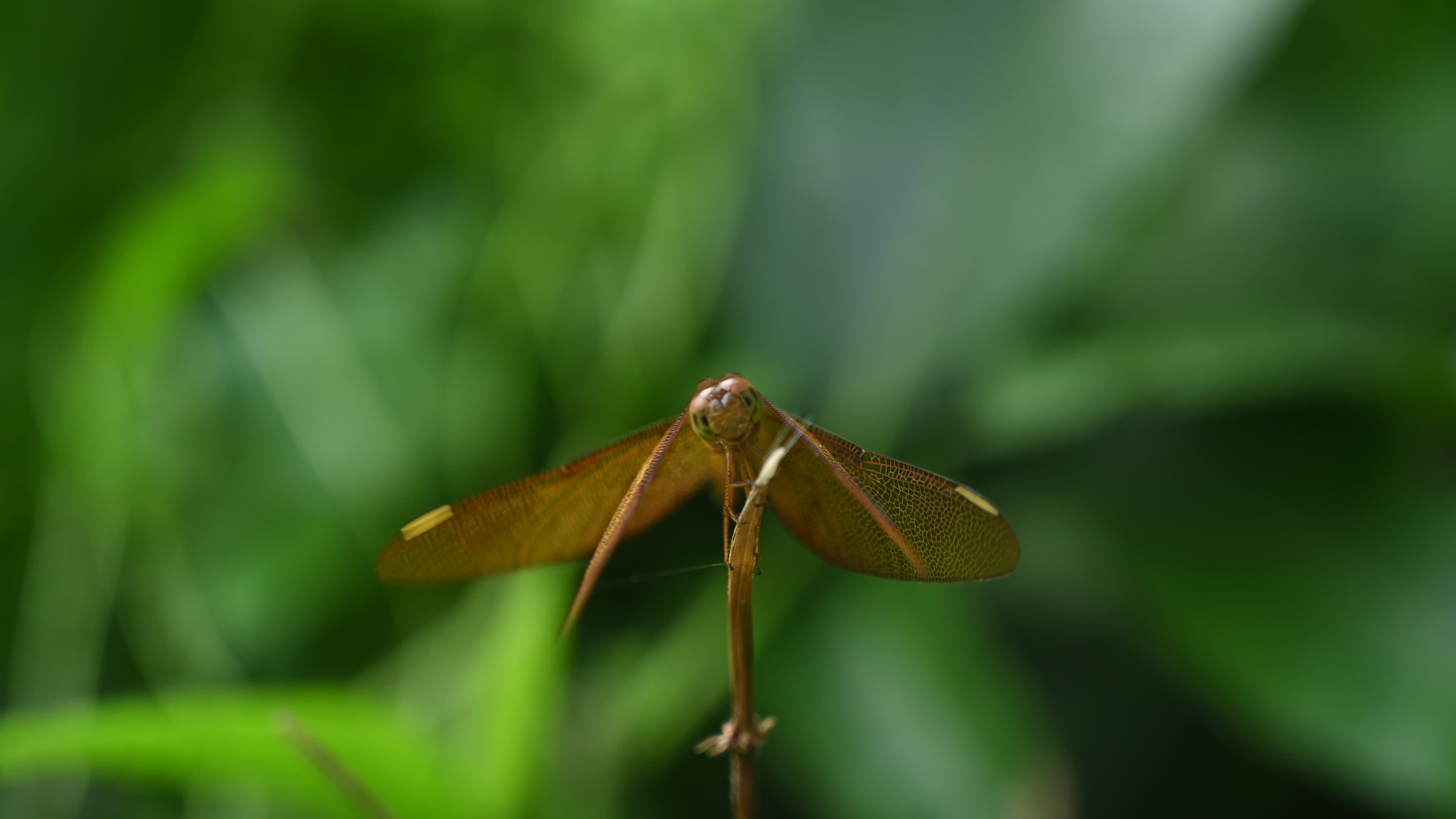 Neurothemis fulvia - Fulvous forest skimmer - Animal India
