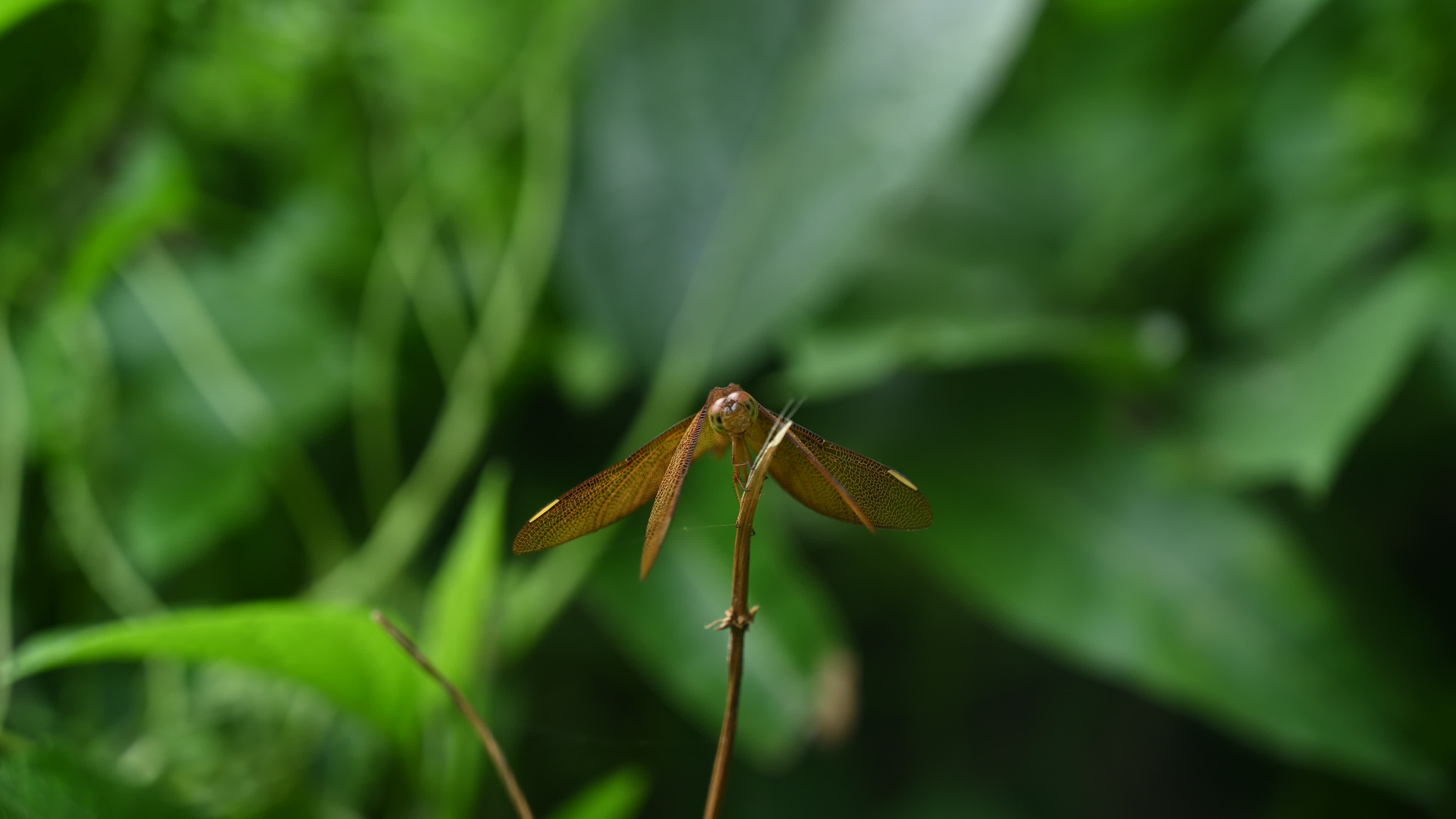 Neurothemis fulvia - Fulvous forest skimmer - Animal India
