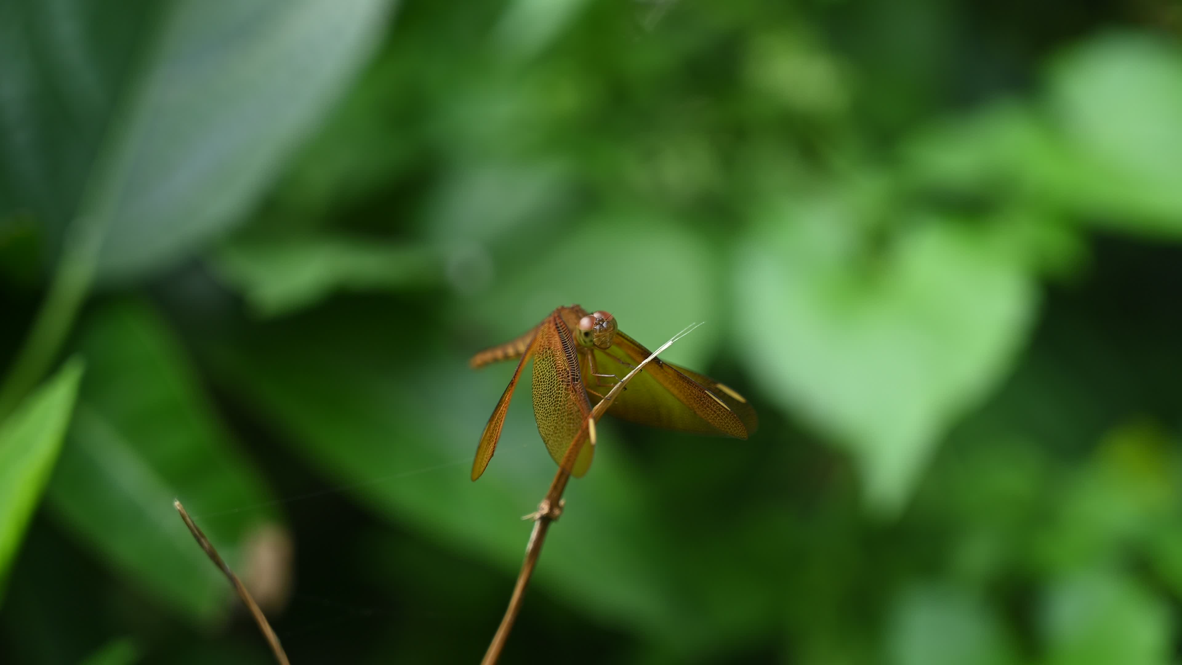 Neurothemis fulvia - Fulvous forest skimmer - Animal India
