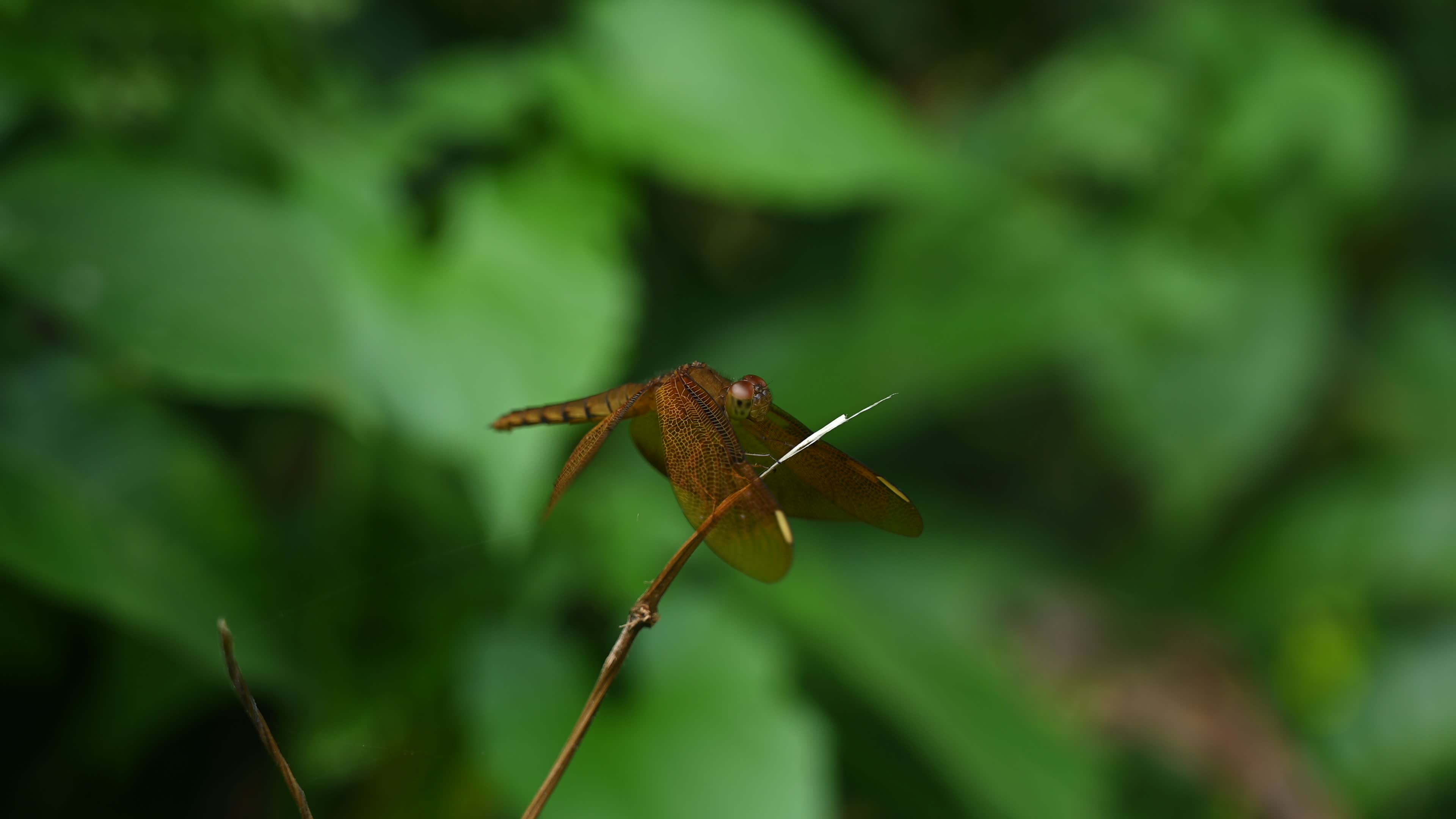 Neurothemis fulvia - Fulvous forest skimmer - Animal India
