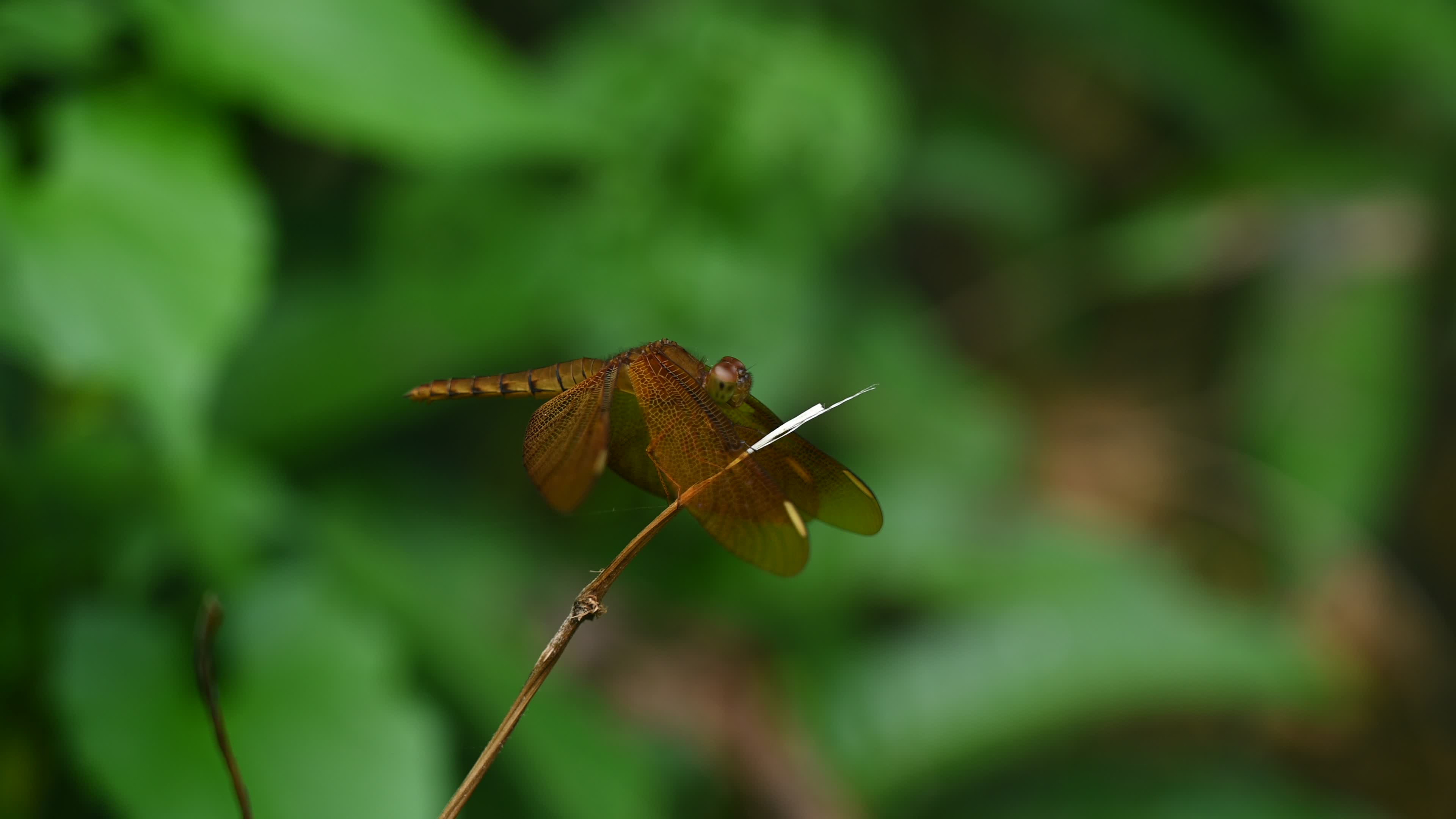 Neurothemis fulvia - Fulvous forest skimmer - Animal India
