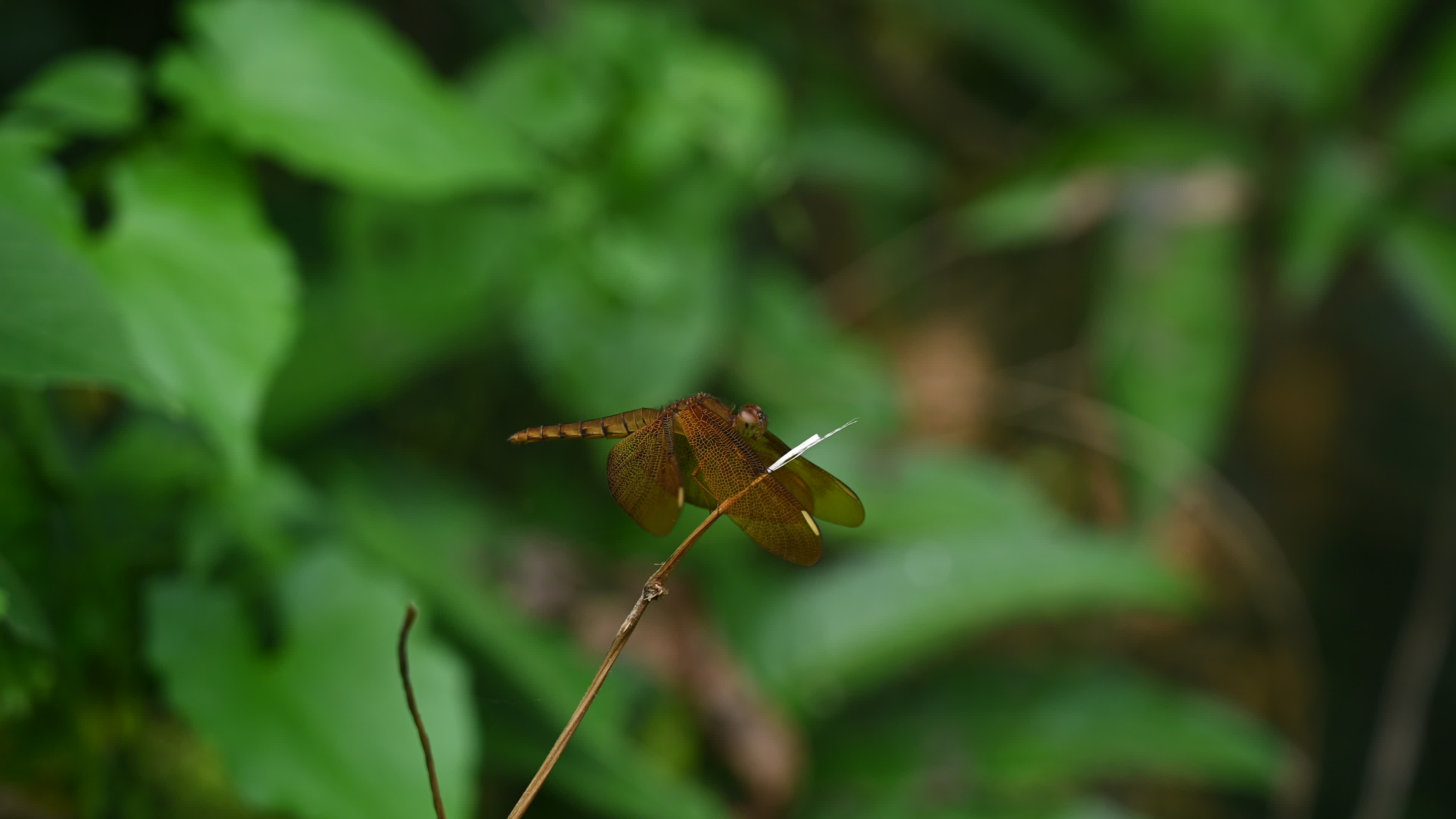 Neurothemis fulvia - Fulvous forest skimmer - Animal India
