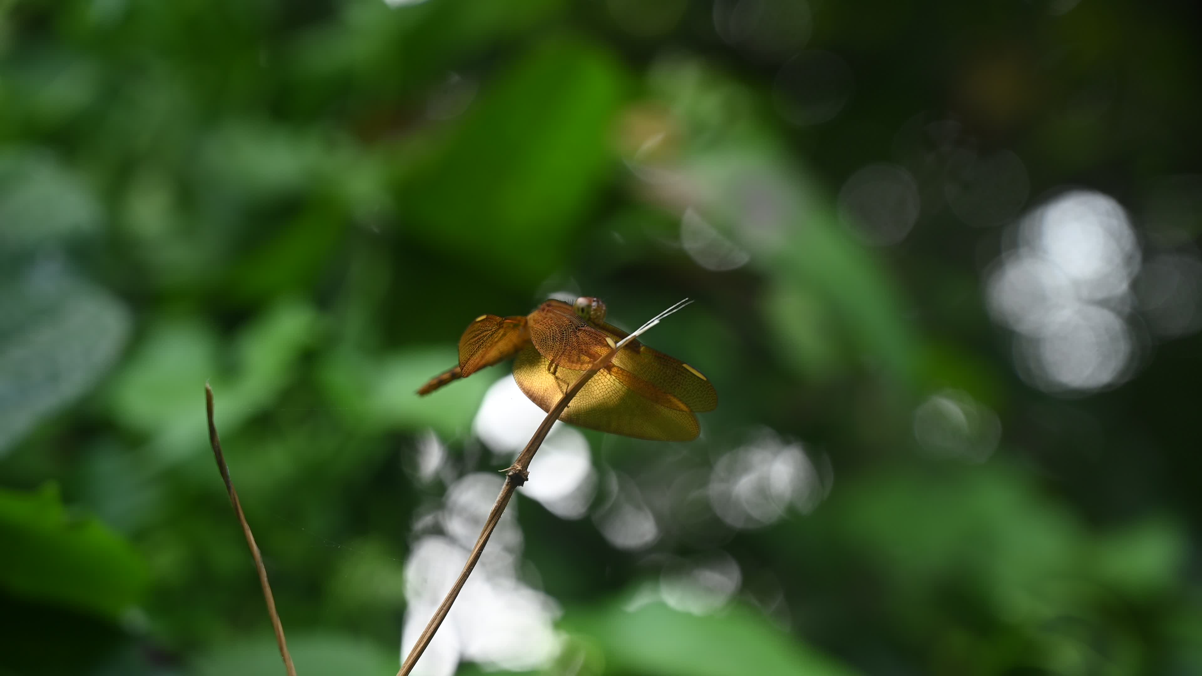 Neurothemis fulvia - Fulvous forest skimmer - Animal India
