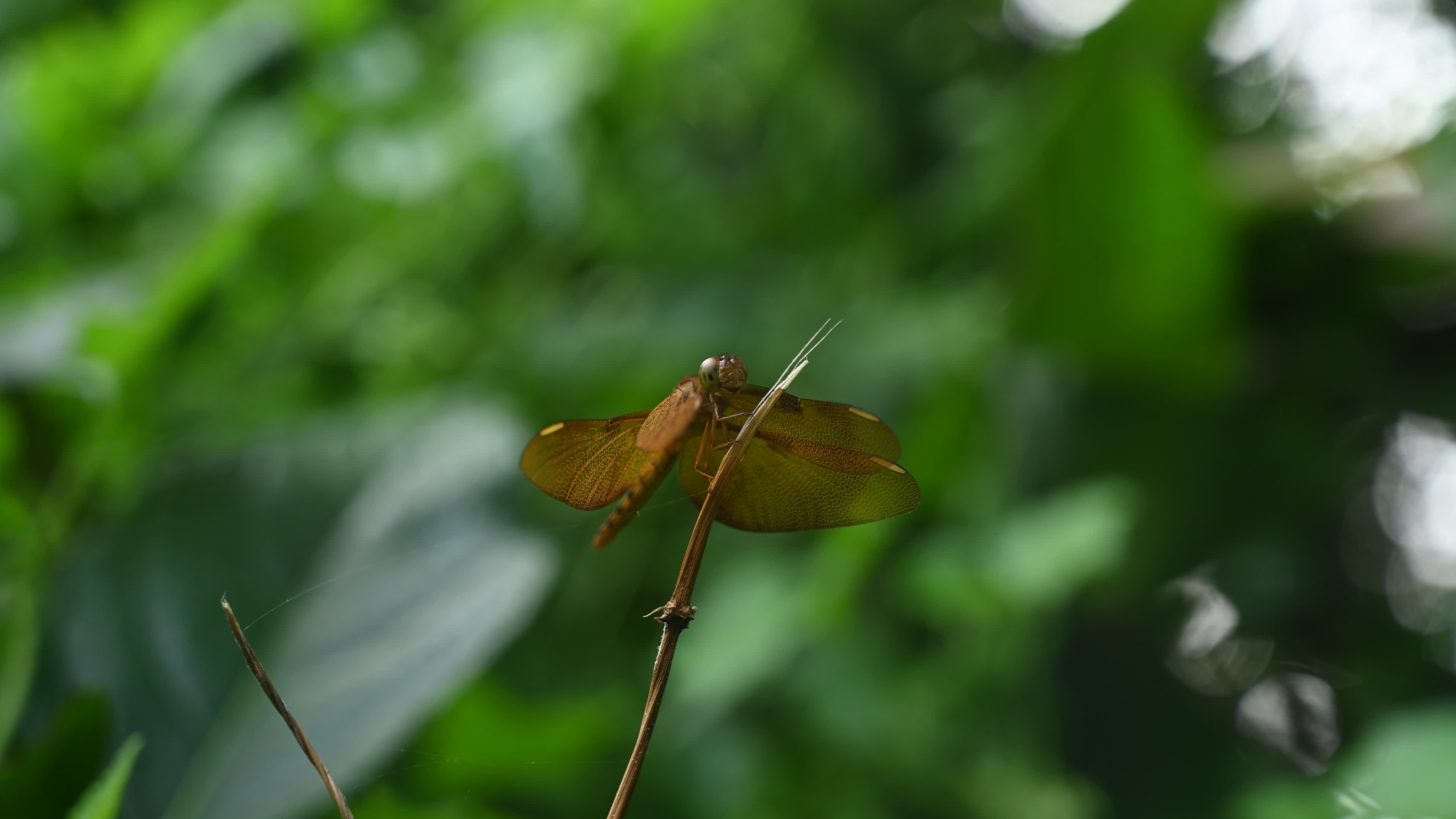 Neurothemis fulvia - Fulvous forest skimmer - Animal India
