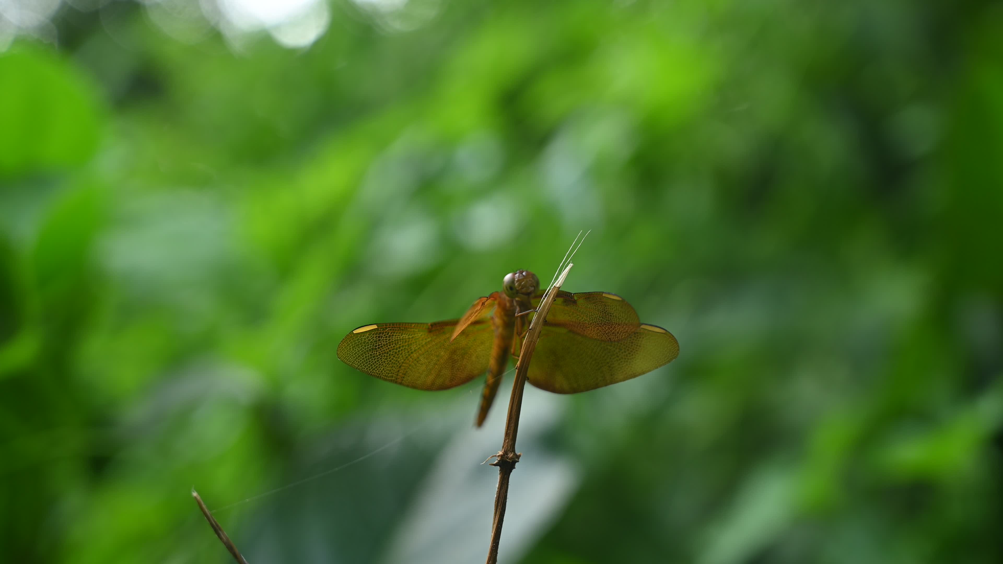 Neurothemis fulvia - Fulvous forest skimmer - Animal India
