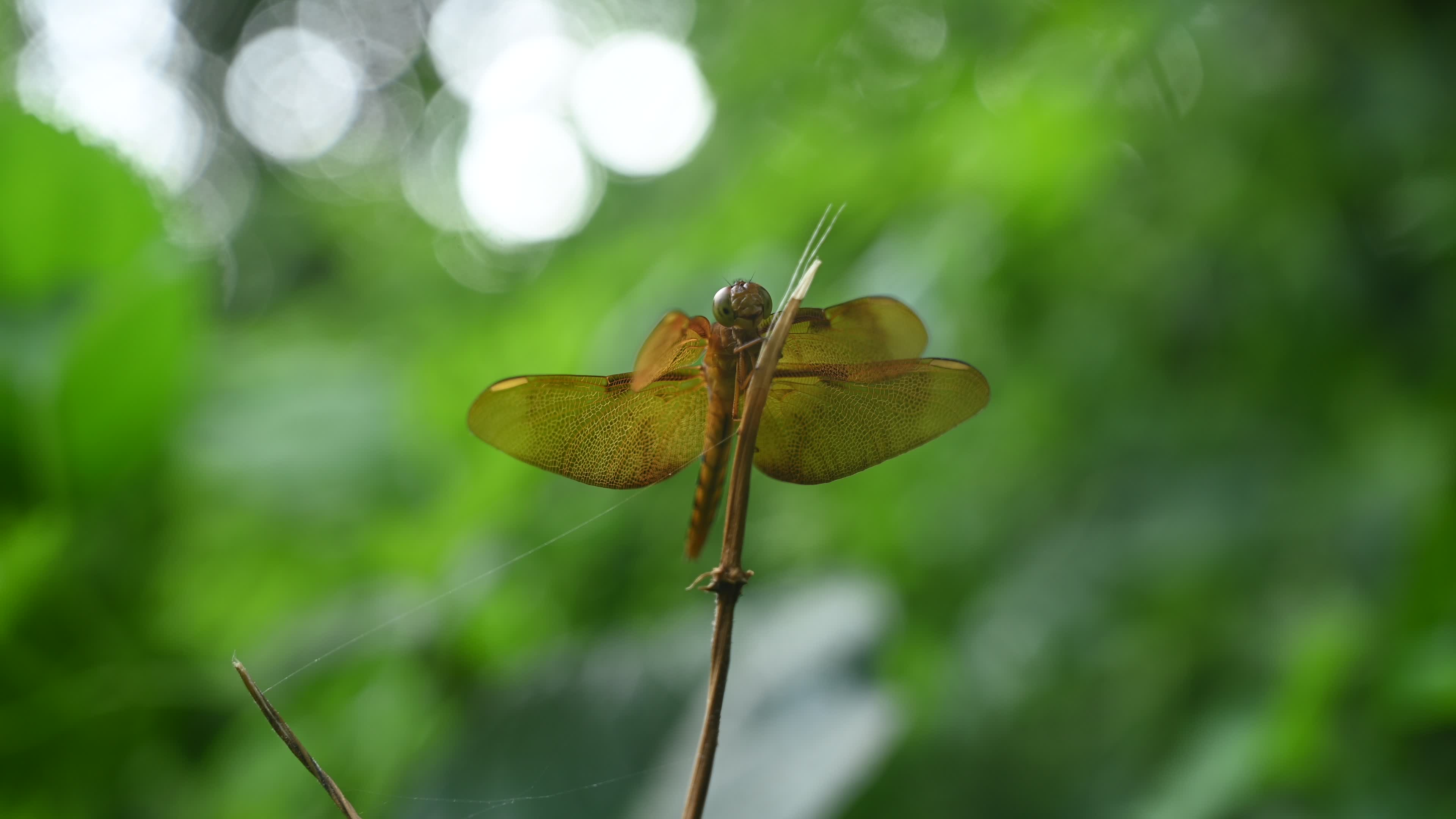 Neurothemis fulvia - Fulvous forest skimmer - Animal India
