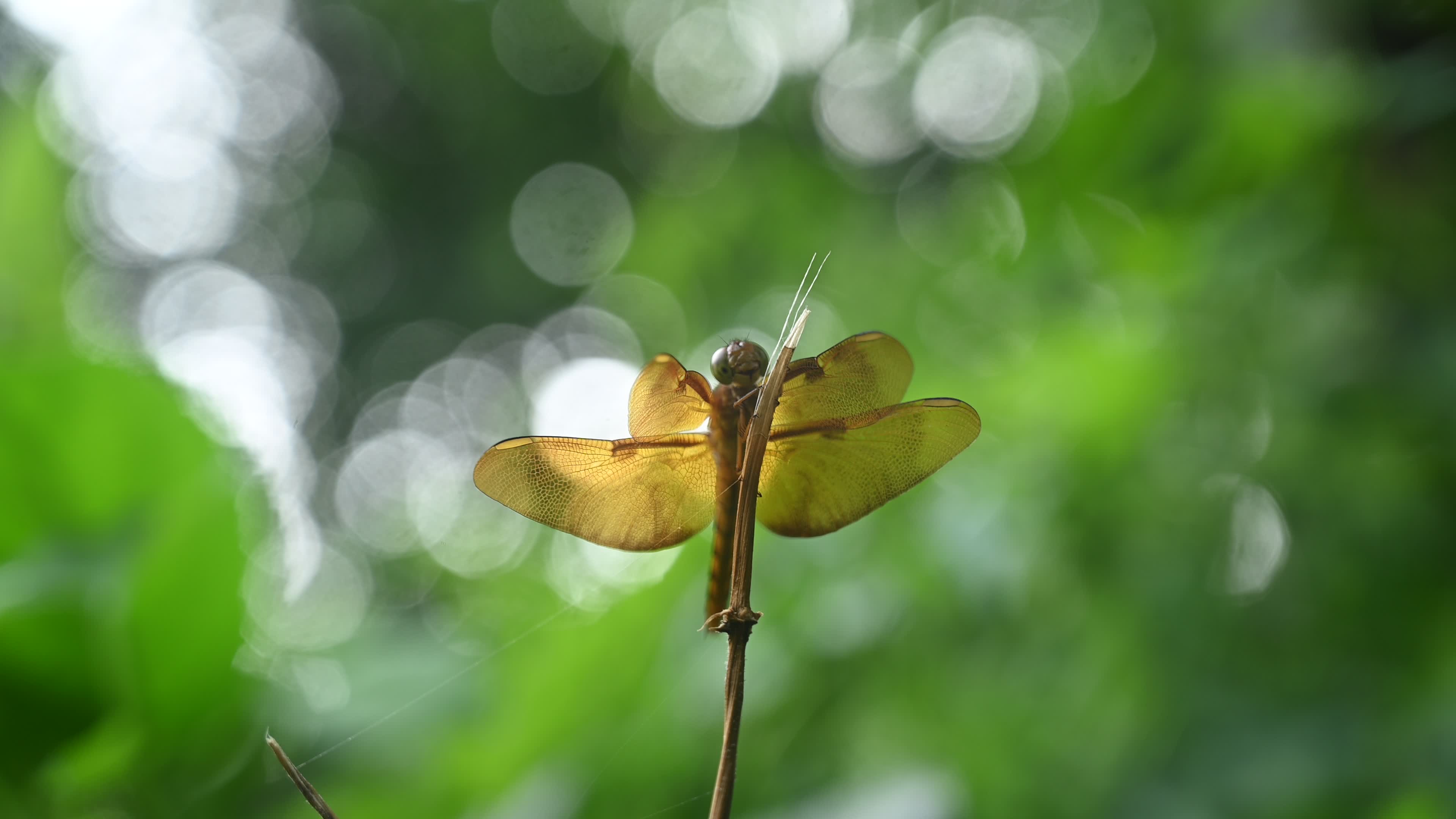 Neurothemis fulvia - Fulvous forest skimmer - Animal India
