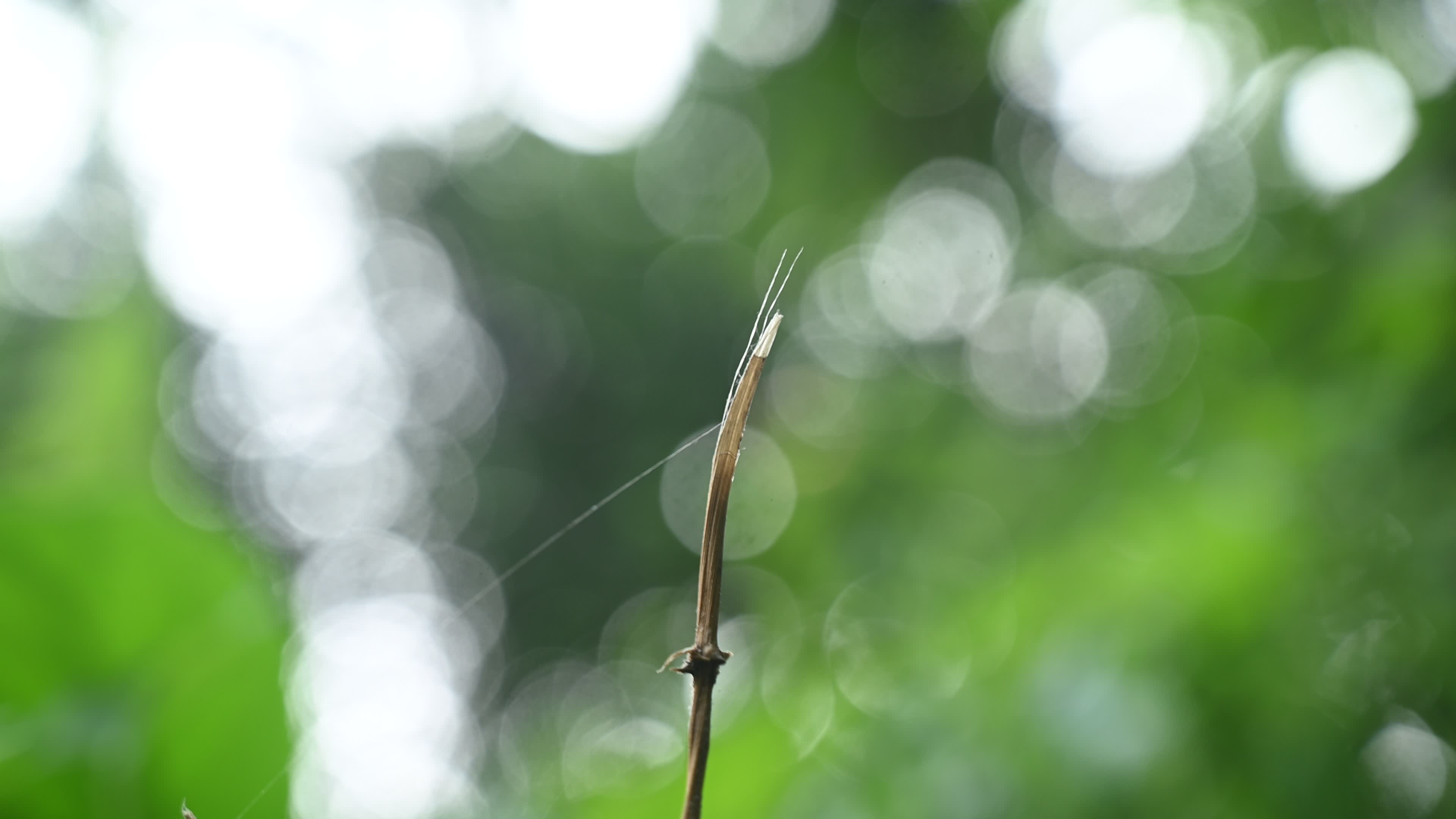 Neurothemis fulvia - Fulvous forest skimmer - Animal India
