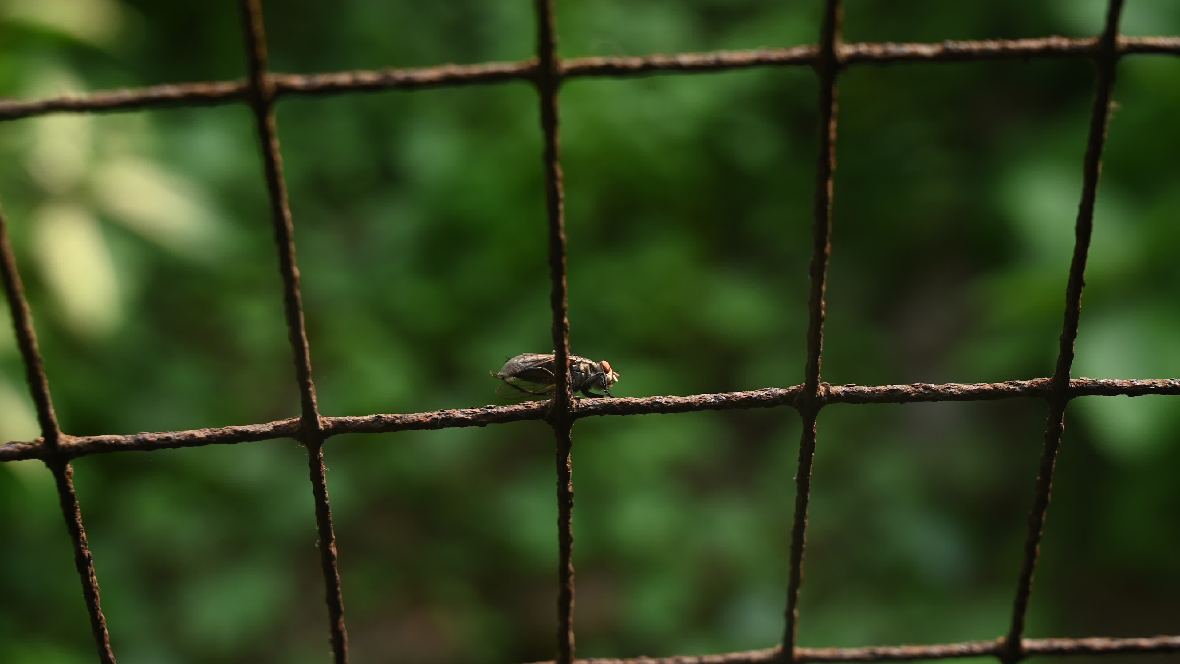 Sarcophagidae - Flesh flies -  Disease Vectors 
