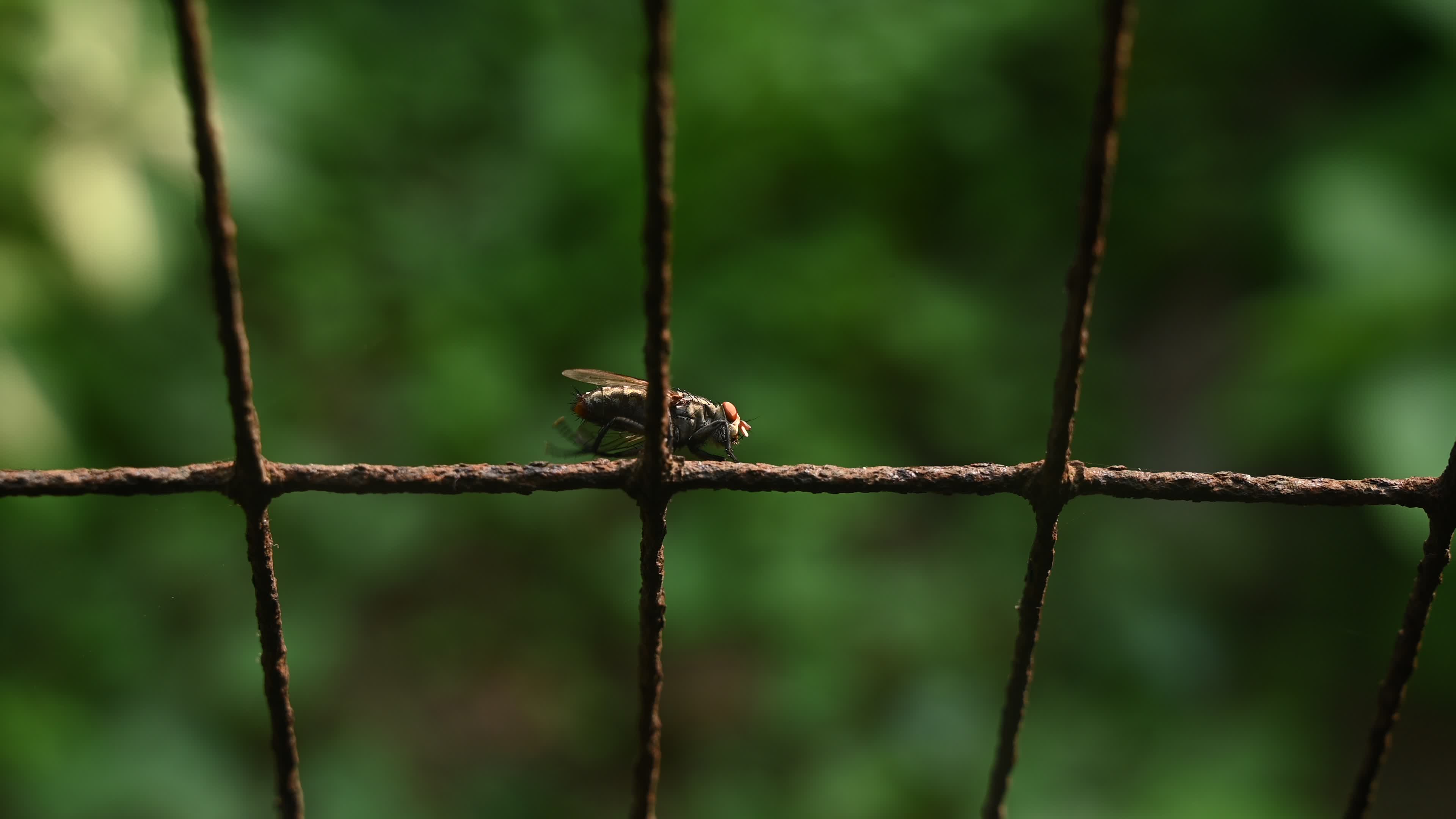 Sarcophagidae - Flesh flies -  Disease Vectors 
