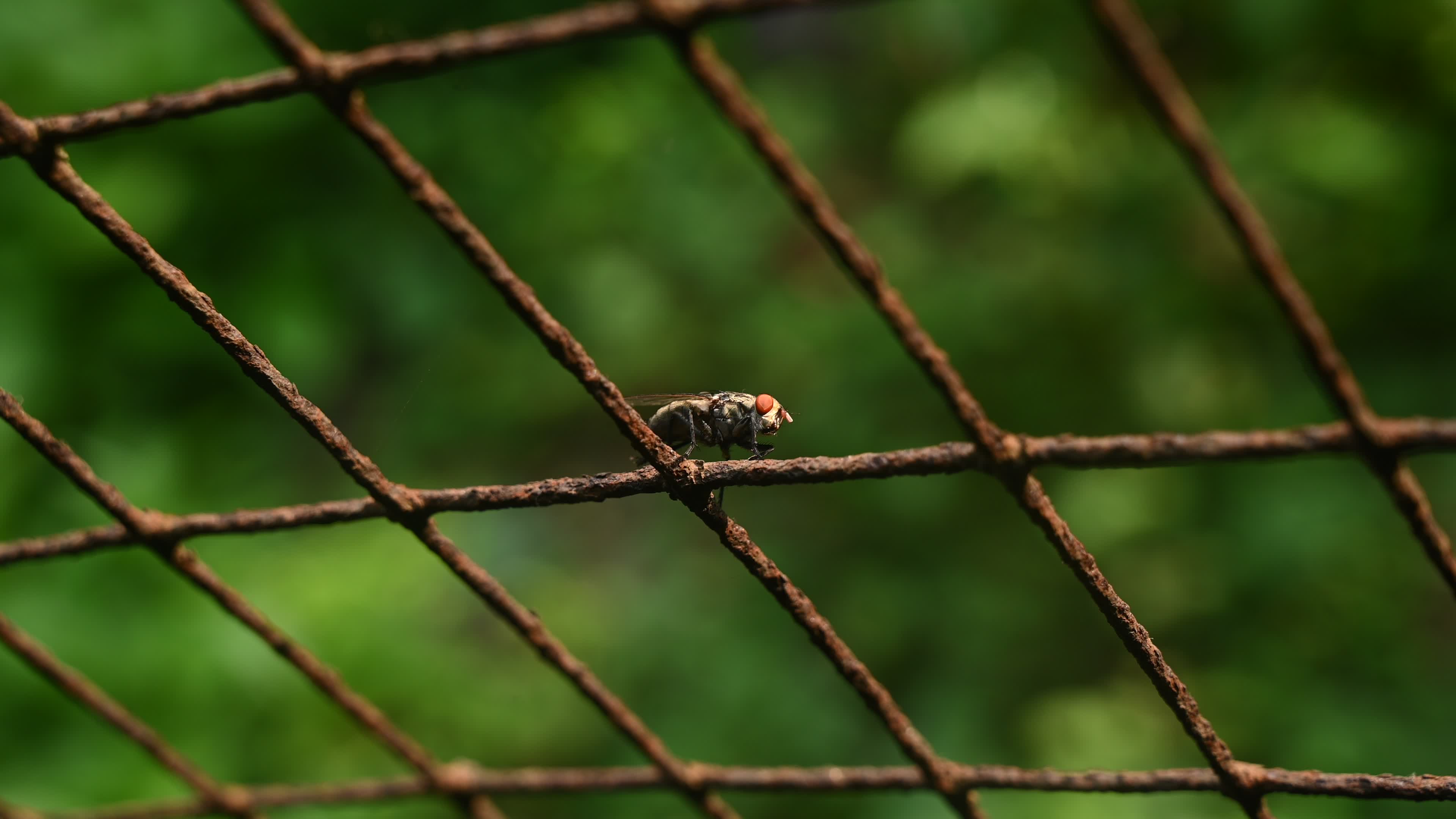 Sarcophagidae - Flesh flies -  Disease Vectors 
