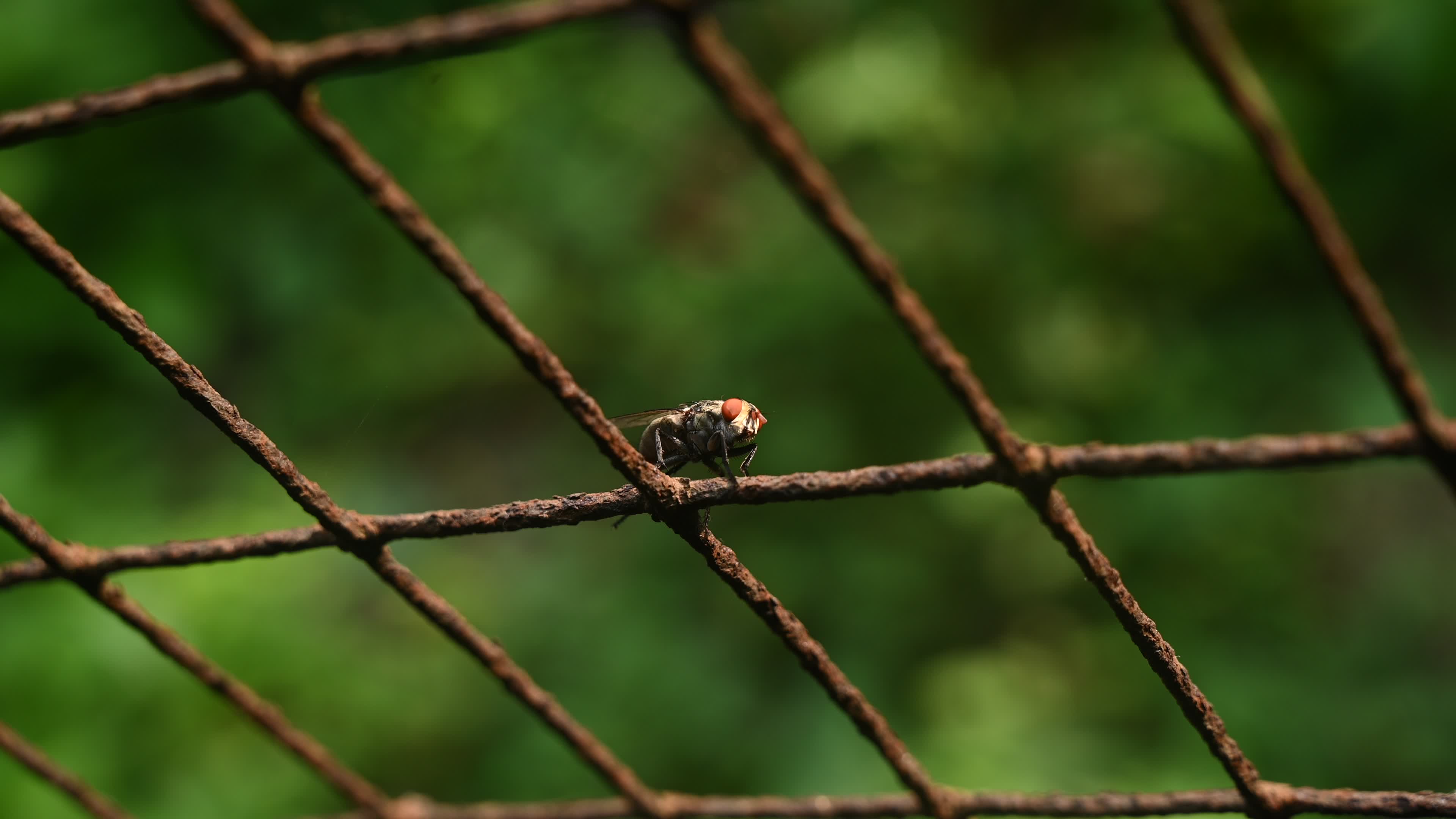 Sarcophagidae - Flesh flies -  Disease Vectors 
