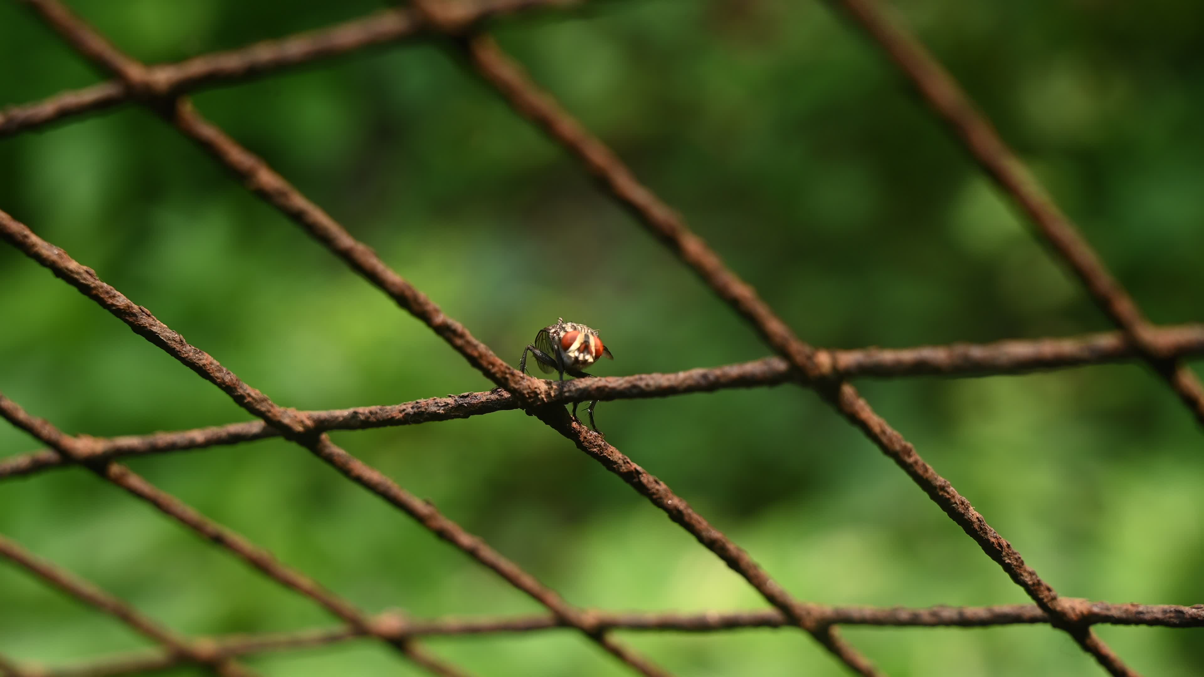 Sarcophagidae - Flesh flies -  Disease Vectors 
