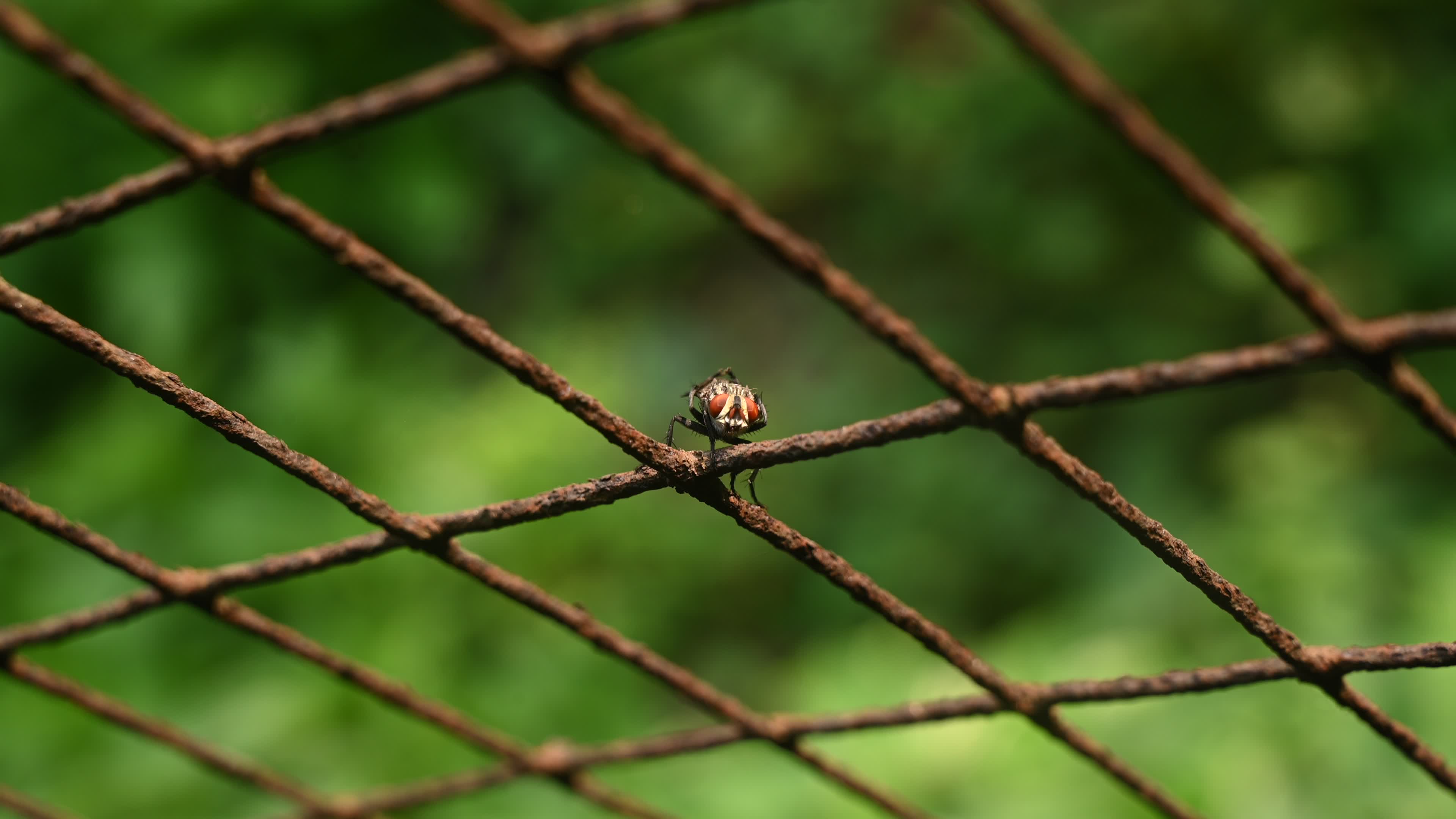 Sarcophagidae - Flesh flies -  Disease Vectors 
