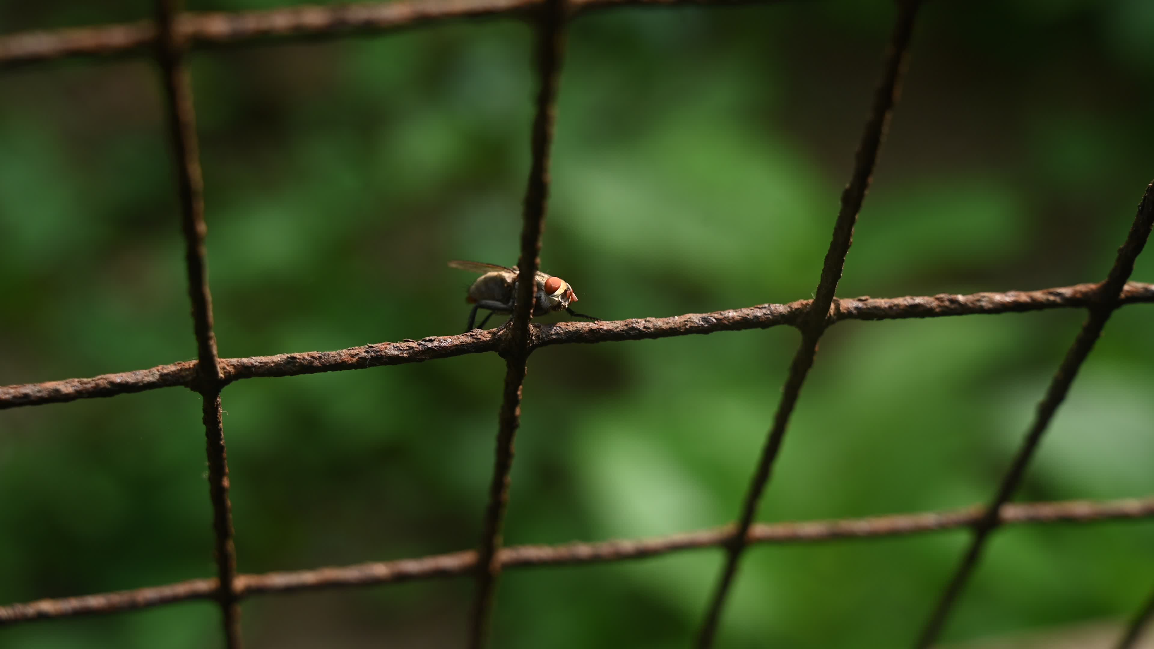 Sarcophagidae - Flesh flies -  Disease Vectors 
