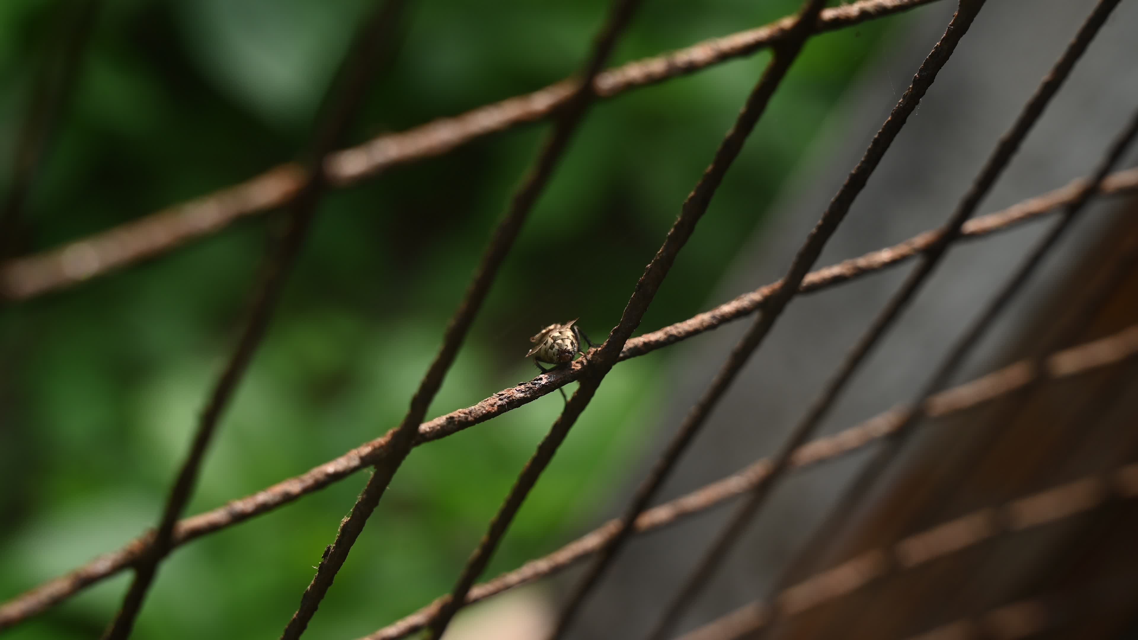 Sarcophagidae - Flesh flies -  Disease Vectors 
