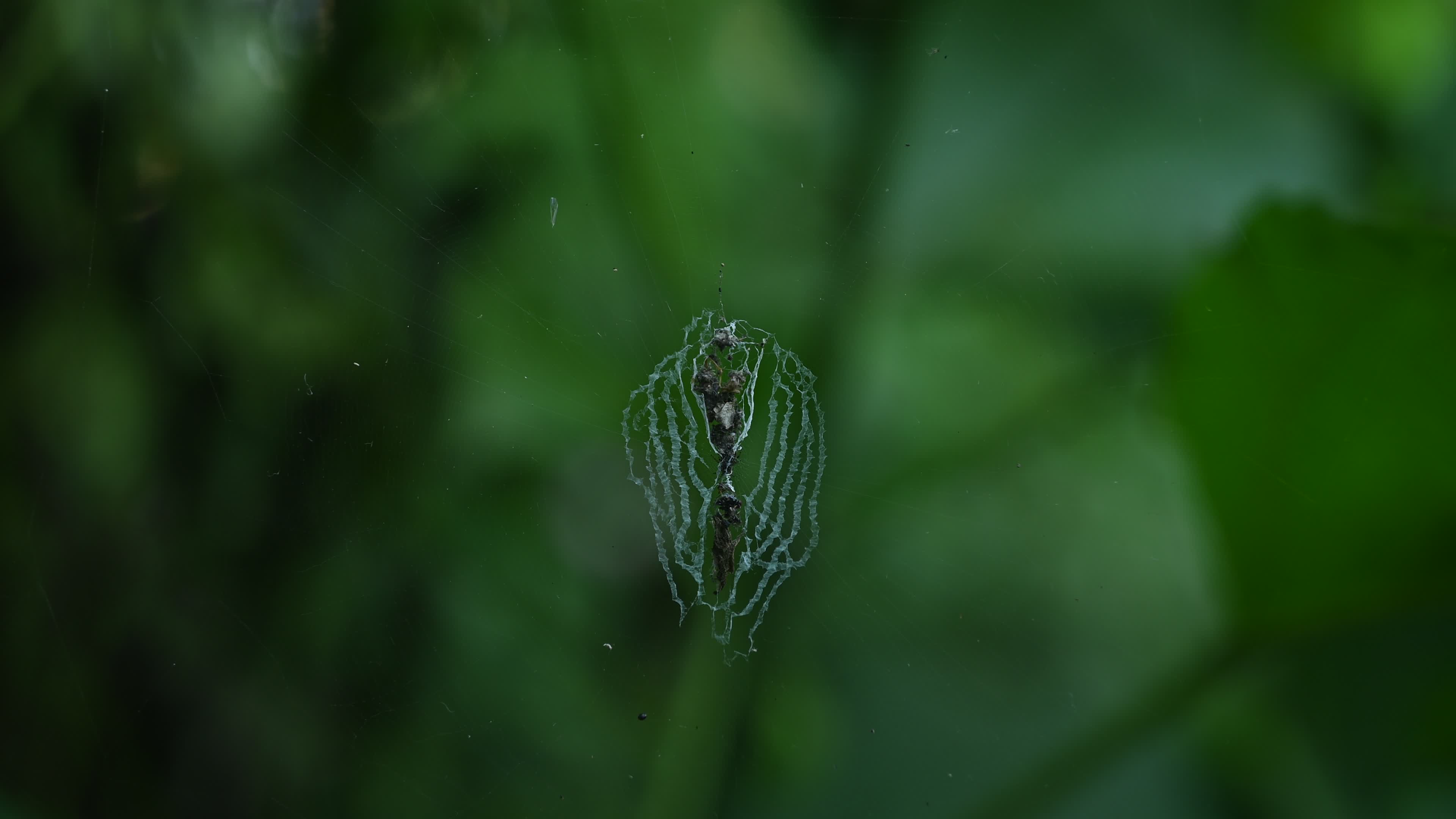 Cyclosa - Trashline Orbweavers Spider - Animal India