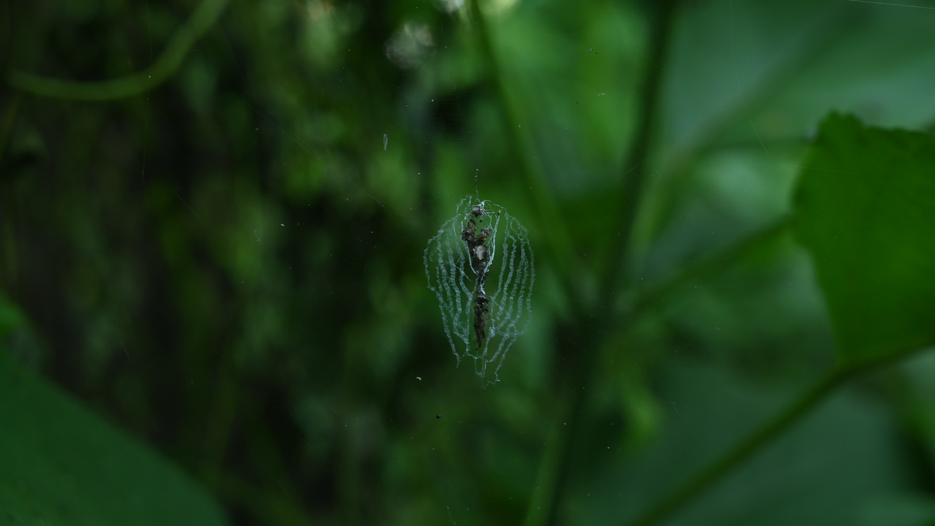 Cyclosa - Trashline Orbweavers Spider - Animal India